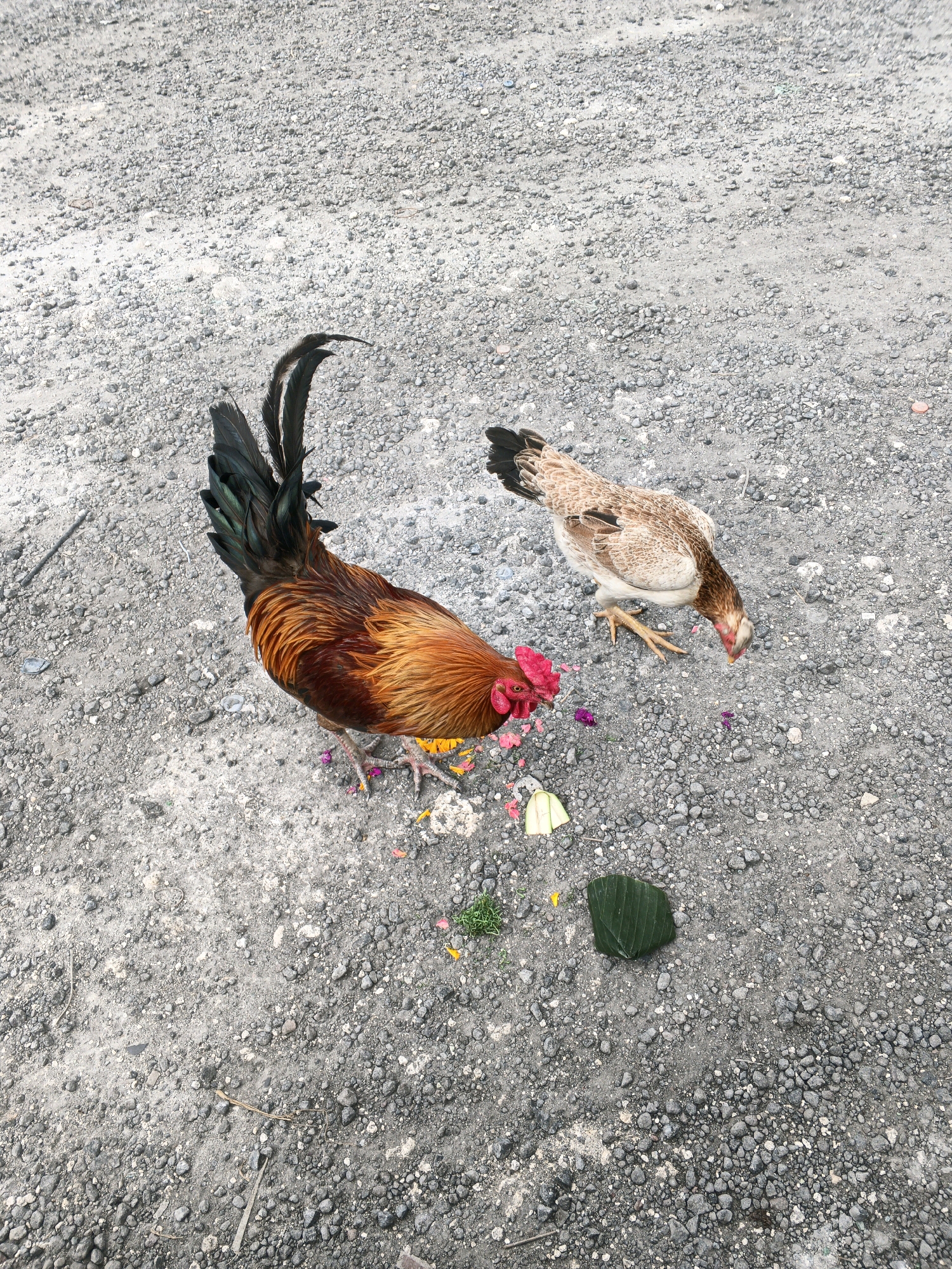 Two chickens are on a gravel surface. In the foreground, a rooster with red comb and wattle, and brown and black plumage, stands facing left. In the background, a hen with brown and white specked plumage pecks at the ground. Scattered on the ground are small colorful flowers, green leaves, and other debris. The scene is consistent with a typical street or courtyard area in Denpasar, Indonesia, where chickens are often allowed to roam freely.