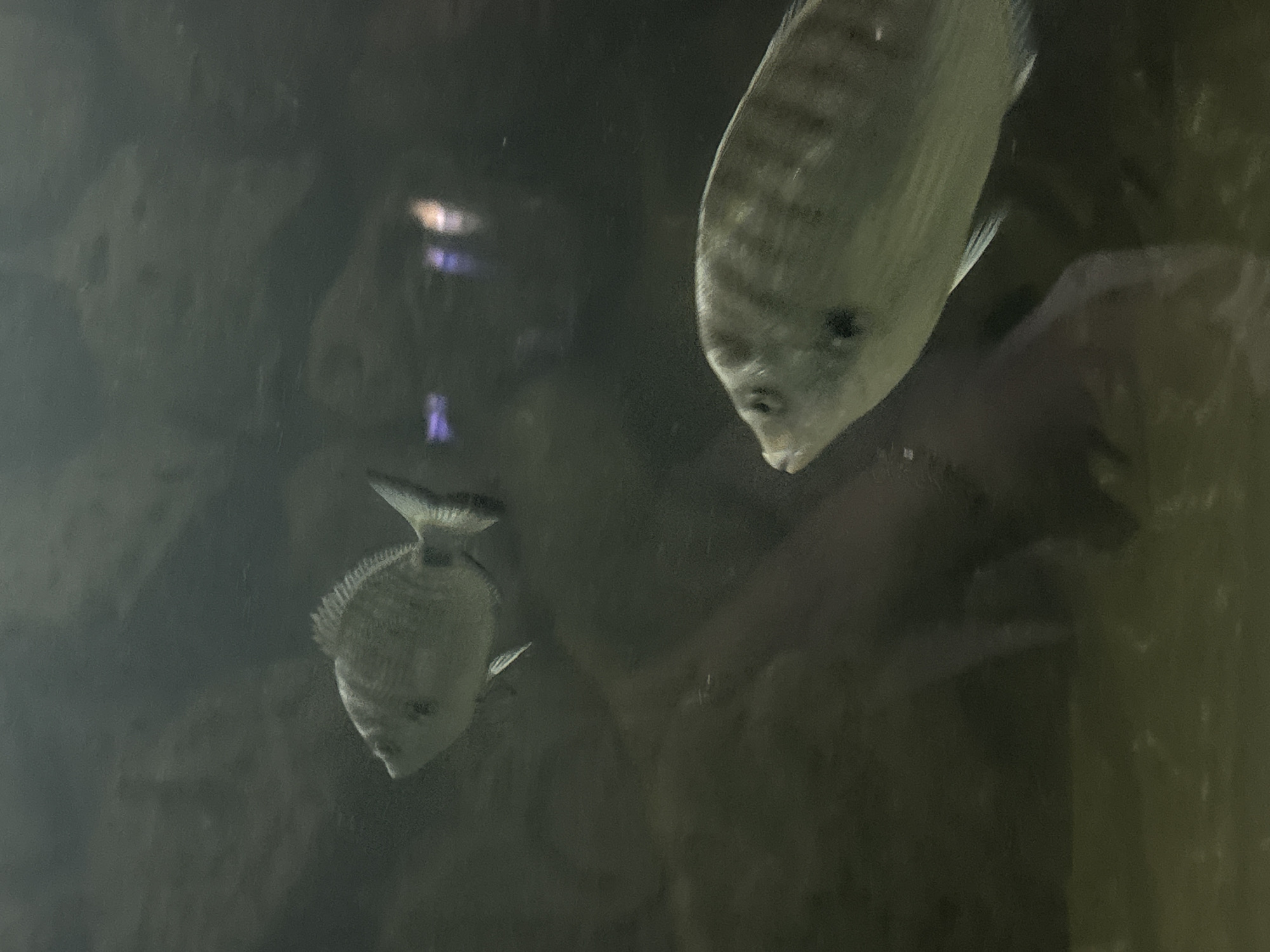 The image shows two fish in an aquarium. The fish are silvery-grey in color with vertical stripes. The background is dark, suggesting a dimly lit aquarium environment. The fish appear to be swimming in the water. The location in the city of Varna, Bulgaria is not discernable from the given image.