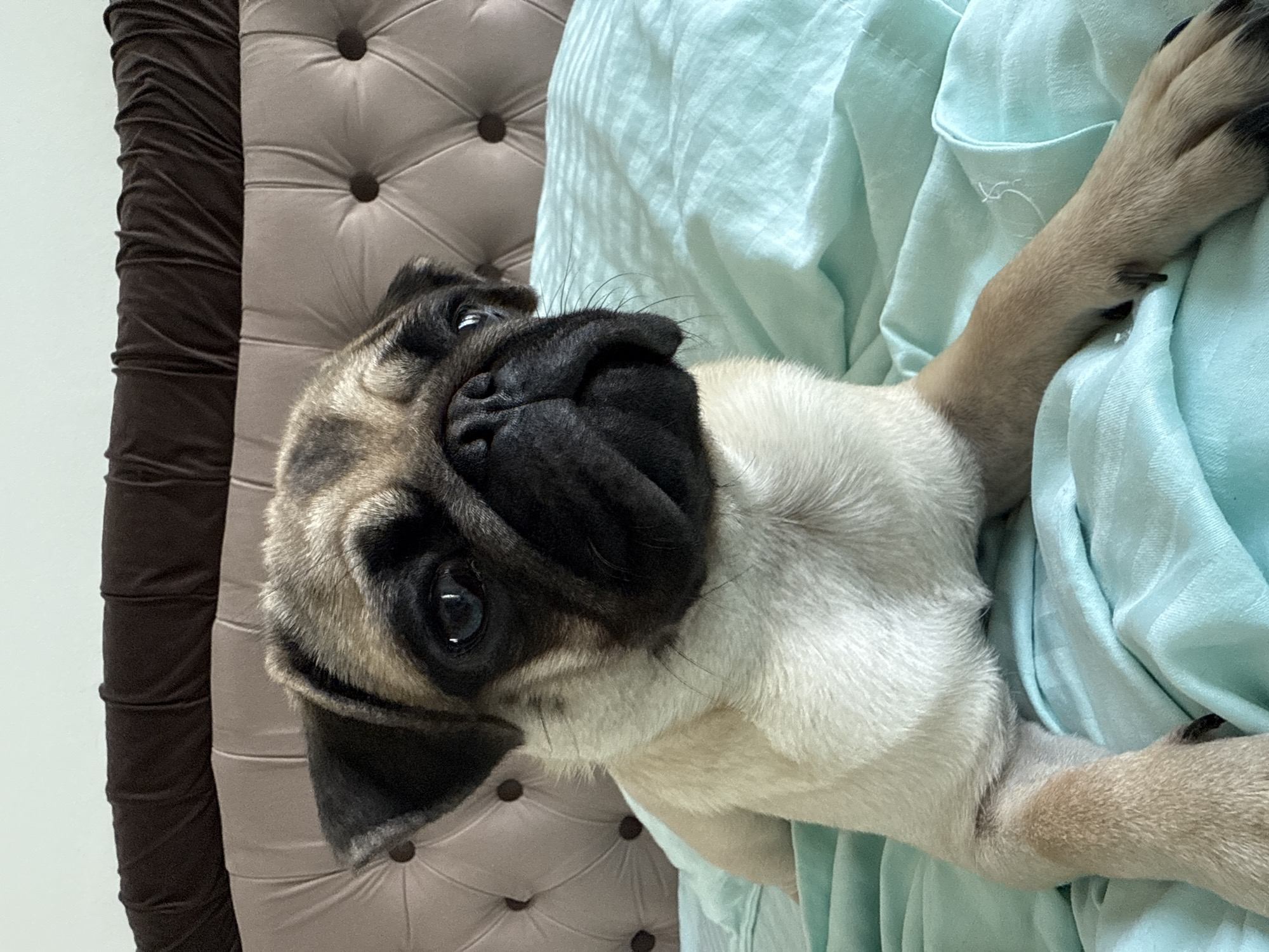 A fawn pug dog is lying on a teal-colored bed with a tufted headboard behind it. The pug is facing the camera with its head tilted slightly to the left. Its eyes are dark and wide, and its black nose is prominent. The dog's fur is short and light fawn in color, with black markings on its face and ears. The bed is covered with a teal sheet that has a subtle striped pattern. The headboard is upholstered in a pale pinkish-beige fabric with dark brown pleated trim at the top. The scene is indoors, in an unknown location.