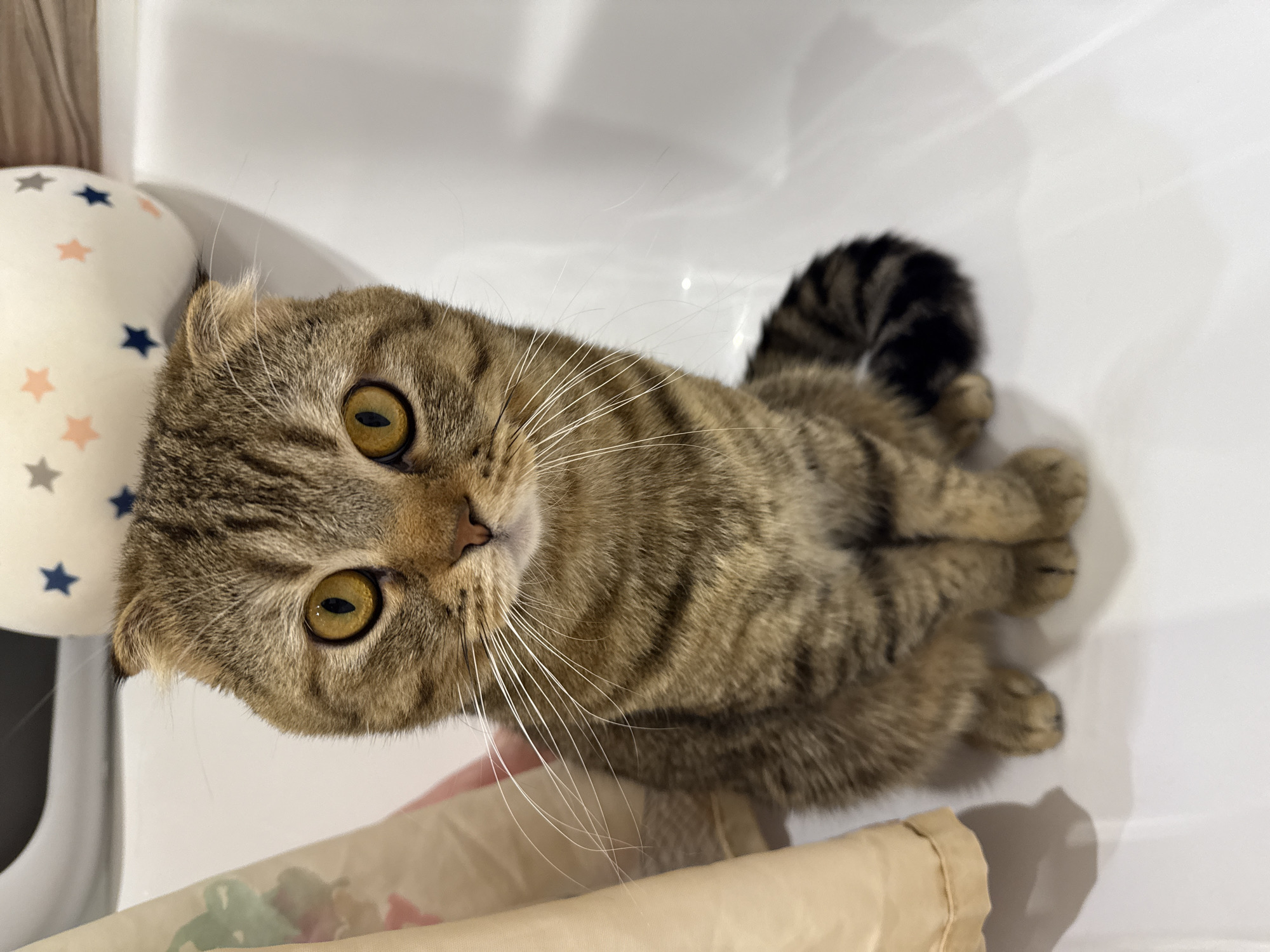 A brown tabby Scottish Fold cat with yellow eyes is lying down on a white surface. Its striped tail is curled upwards. To the left of the cat is a white object with blue and pink stars. Part of a tan colored bag is visible in the lower left corner of the image. The location is Unknown, Unknown.