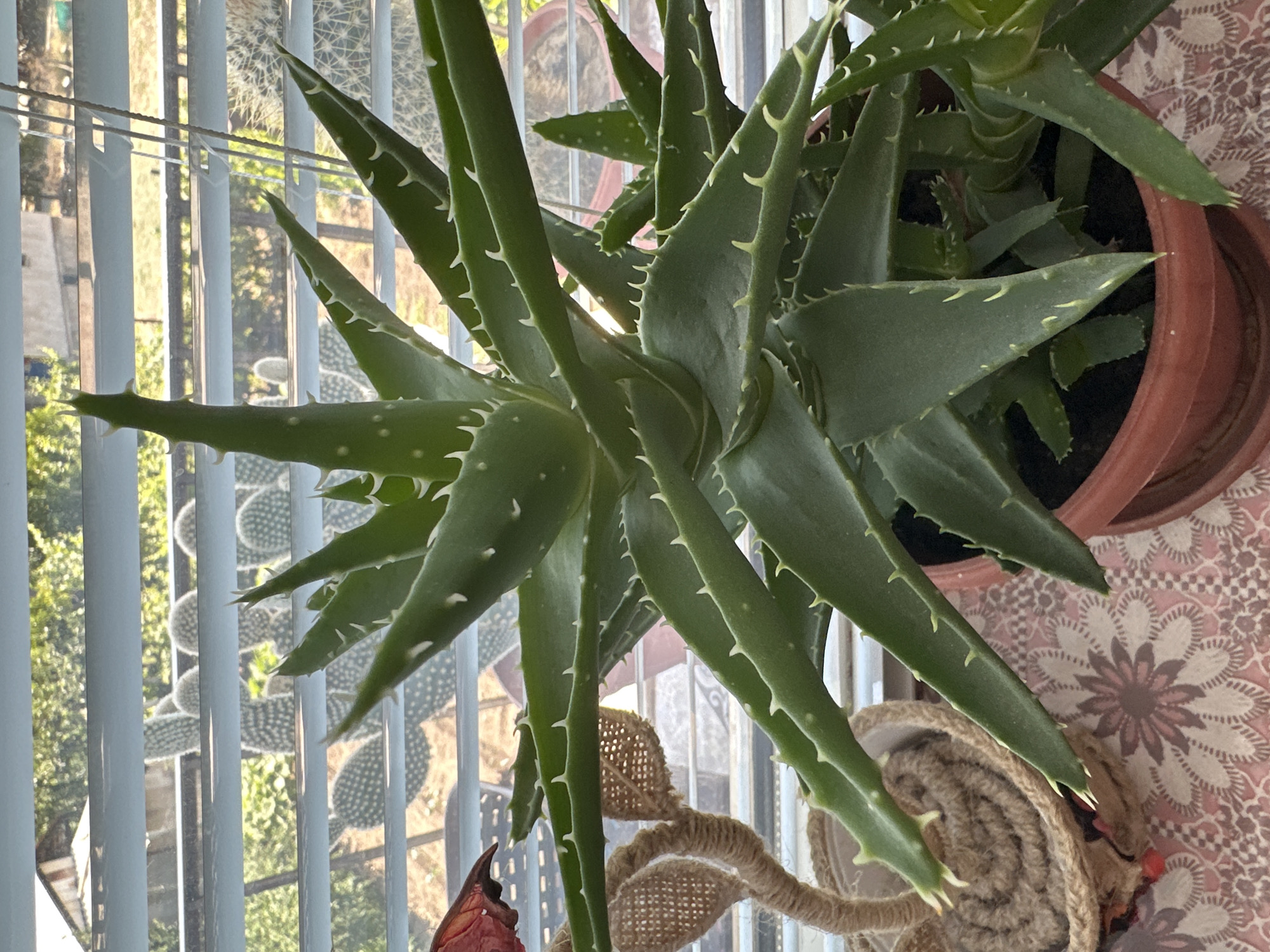 The image shows an aloe vera plant in a terracotta pot placed on a patterned surface. The plant has thick, green, spiky leaves. In the background, through horizontal blinds, several cacti are visible, suggesting an outdoor or greenhouse environment. The overall scene appears to be indoors, by a window. No people or actions are depicted. The location is identified as Septemvri, Bulgaria.