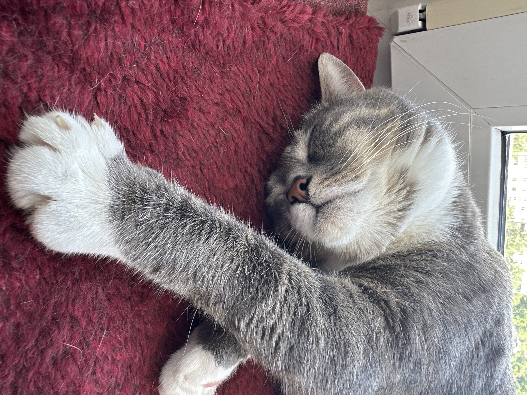 A gray and white cat is sleeping on a deep red, plush mat. The cat is curled on its side, with its head tucked in and one paw extended forward. The cat's fur is a mix of gray and white with tabby markings. Its eyes are closed, and its nose is a dark pink. The mat is textured with a thick pile. In the background, a white window frame is visible, and beyond that, a blurred view of trees and buildings can be seen, suggesting an urban or suburban setting. The lighting suggests natural daylight. The image is a close-up, focusing on the sleeping cat and the texture of the mat.