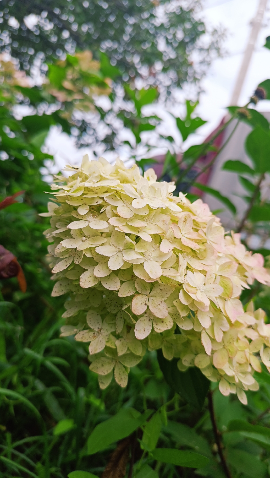 The image is a close-up, vertical, eye-level shot of a cluster of light yellow hydrangea flowers in the foreground. The flowers have small, delicate petals, some of which show faint speckling. They are arranged in a dense, conical shape. The background is a mix of green foliage and bokeh lights, suggesting an outdoor setting. There are no people or animals visible in the image. The overall mood is natural and serene. The location is specified as Karsha, Russia, though there are no visible landmarks or indicators in the image to confirm this specific location.