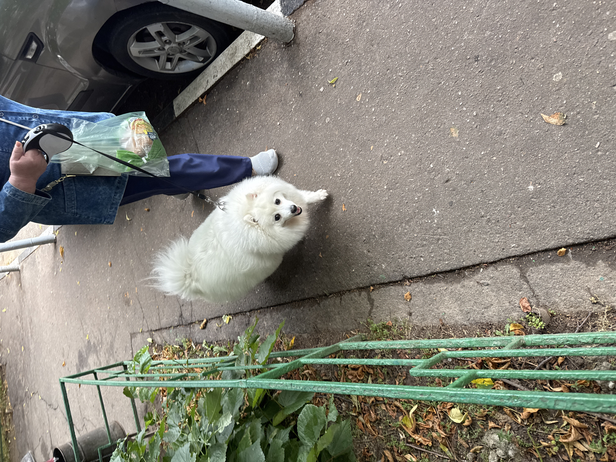 A fluffy white dog is walking on a sidewalk next to a grey car. The dog is on a leash held by a person wearing a denim jacket and blue pants. The person is also carrying a plastic bag filled with items. The sidewalk is made of asphalt and there is a green metal fence on the left side of the image, with some plants and fallen leaves. The scene appears to be in a residential area, possibly in the city of Sovkhoza imeni Lenina, Russia, given the context.