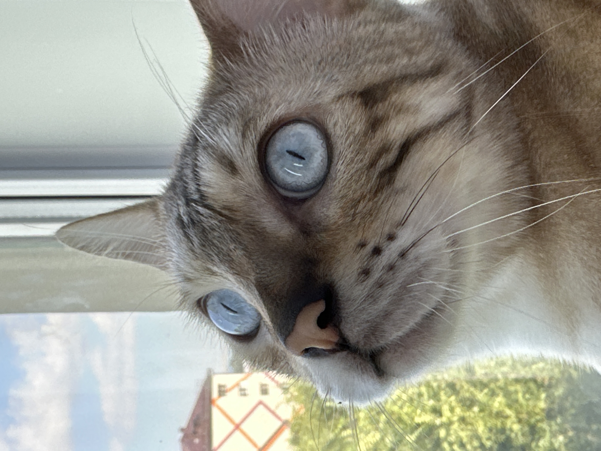 A close-up, eye-level, outdoor medium shot features a domestic cat with striking blue eyes looking upwards and to the left. The cat's fur is a mix of light brown, tan, and grey with darker tabby markings. Its nose is pink and appears slightly moist. The cat is positioned in front of a window, with a blurred background showing green foliage and a building with a diamond-patterned facade. The sky, visible through the window, is blue with scattered white clouds. The image is a portrait of the cat, highlighting its expressive eyes and facial features. The exact location in the city of Energetik, Russia, is not discernible from the visual information provided.