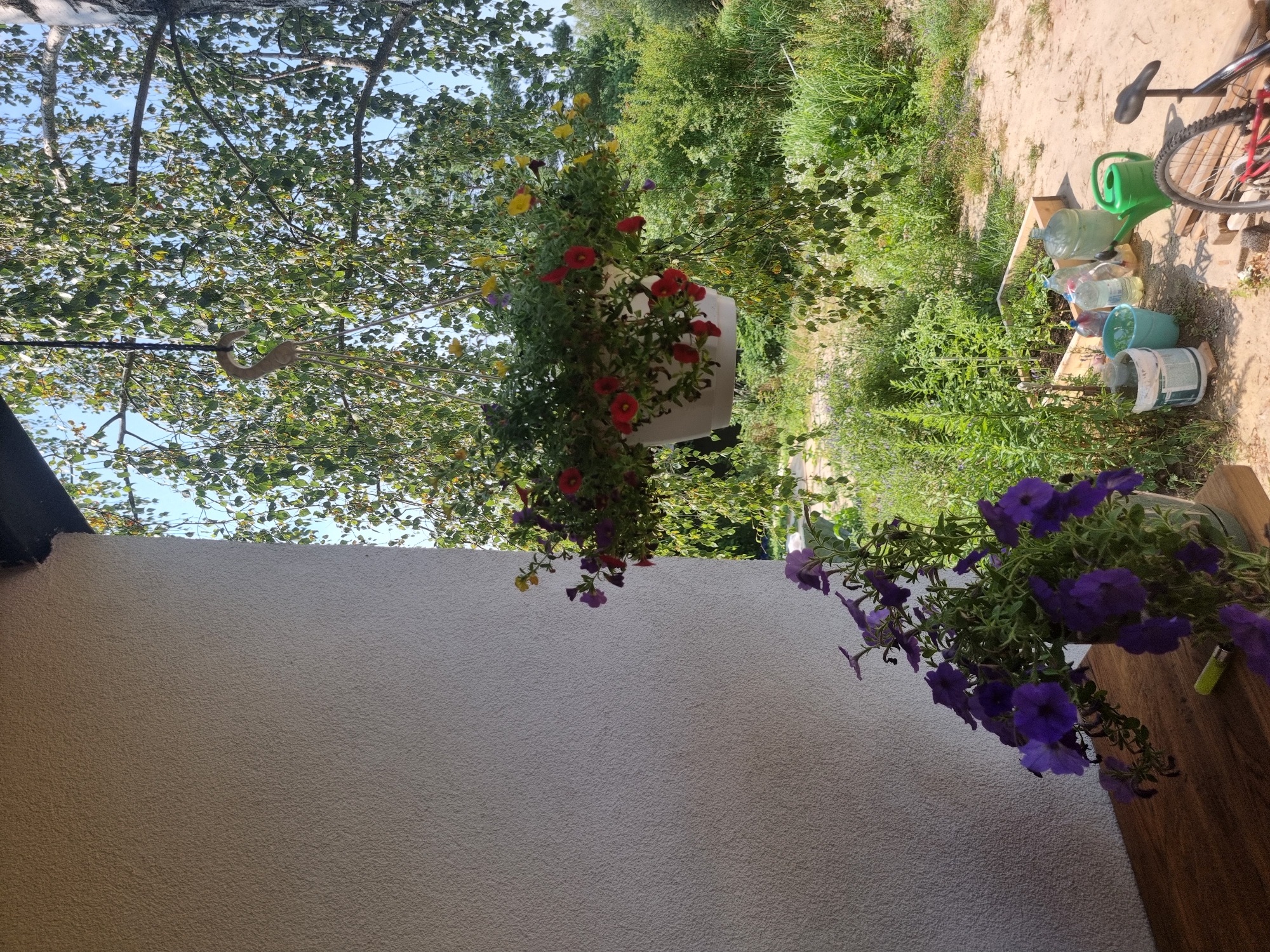 The image captures a scene at a residence in Szczaki, Poland. A white, textured wall occupies the left side of the frame, suggesting an outdoor architectural element like a porch or building facade. Hanging from what appears to be a tree branch, a white planter overflows with a mix of red, yellow, and purple petunias, their blooms trailing downwards. Below this hanging planter, on a wooden surface, a glass vase holds a cluster of vibrant purple petunias, accompanied by a green lighter.
The background is a lush, green landscape dominated by trees and foliage under a clear blue sky. In the lower right quadrant, a garden bed with wooden borders is visible, containing various green plants. Scattered around the garden bed are several items, including blue buckets, large plastic bottles of water, a green watering can, and a bicycle wheel with part of its red frame. The ground appears to be sandy and uneven, typical of a rural or suburban outdoor setting. No people are present in the image, and there are no overt actions or interactions depicted. The overall impression is one of a casually maintained outdoor space, likely a garden area adjoining a dwelling.