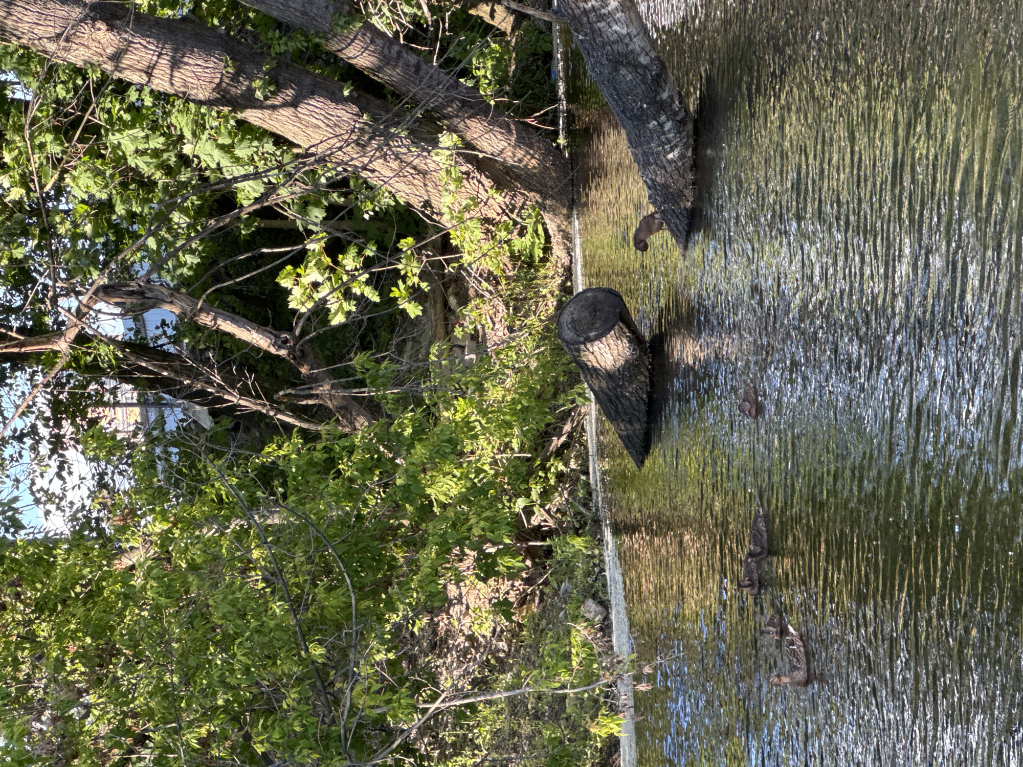 A flock of ducks swims in a body of water, with fallen logs visible both in the water and on the bank. Trees with lush green foliage line the bank, with some sunlight filtering through the branches. The scene depicts a natural environment, possibly a park or a wild area within the city of Saint Petersburg, Russia. There are no people or buildings clearly visible, suggesting a tranquil, natural setting. The water is dark and reflects the surrounding greenery.
