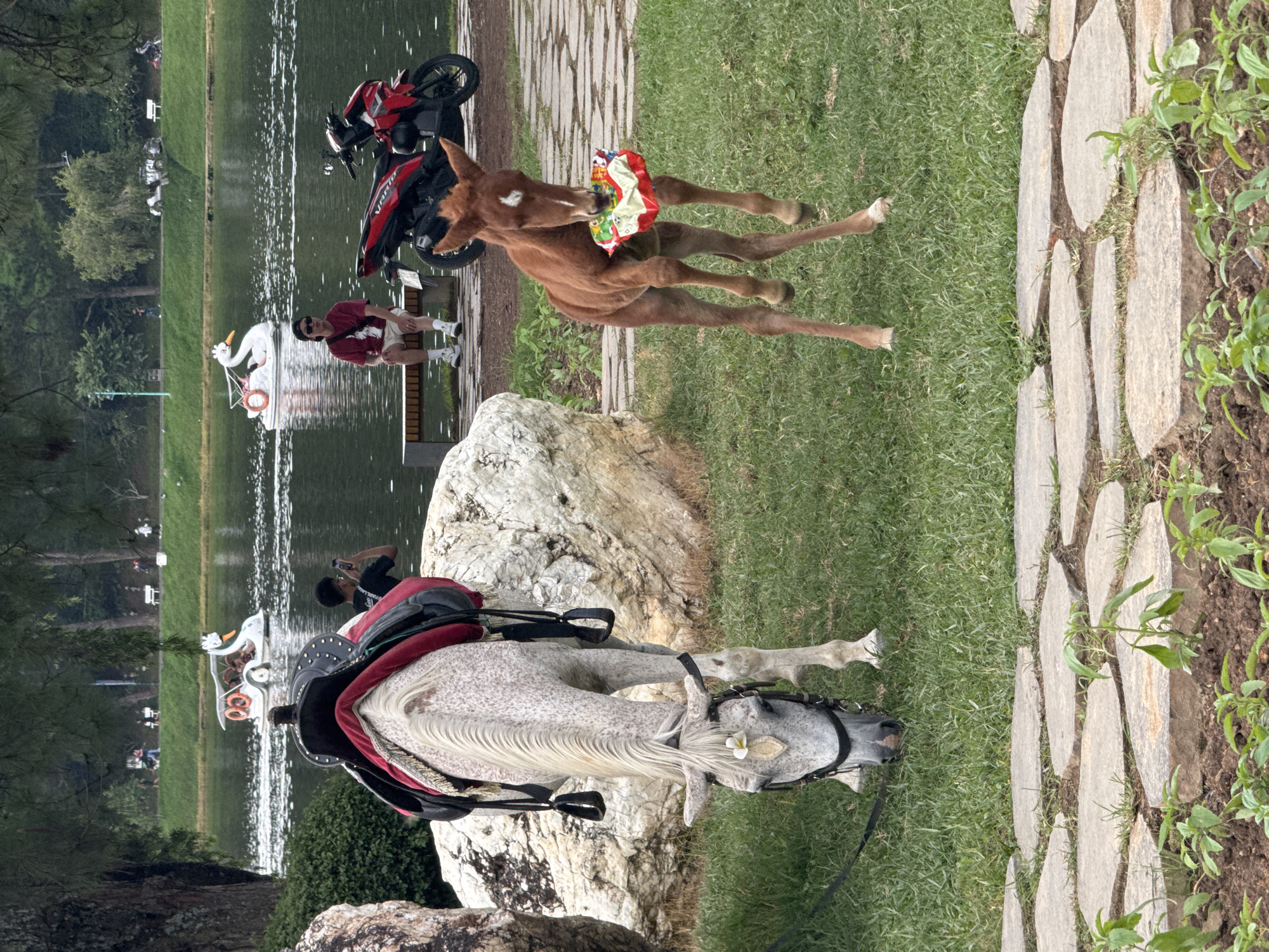 This image depicts a horse and a foal in a grassy area beside a lake in Xuan Huong Lake park, Da Lat, Vietnam. A mature white speckled horse with a red saddle is grazing on the left. To the right, a small brown foal stands on its hind legs, holding a colorful bag in its mouth. In the background, across the lake, swan-shaped paddle boats are visible, as well as a person sitting on a bench near a red motorcycle. The environment includes trees, rocks, and a paved pathway.