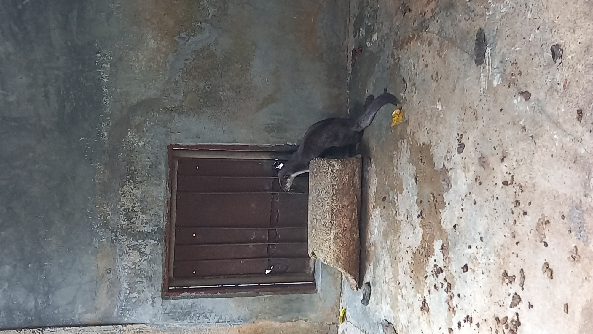 A dark gray Asian palm civet stands on a rough, light brown cylindrical object adjacent to a barred window in a derelict interior. The civet has a yellowish object, possibly food or a leaf, in its mouth. The walls are severely weathered and stained with irregular brown and gray patterns. The location is implied to be Tambon Takdat, Thailand. No people are visible.
