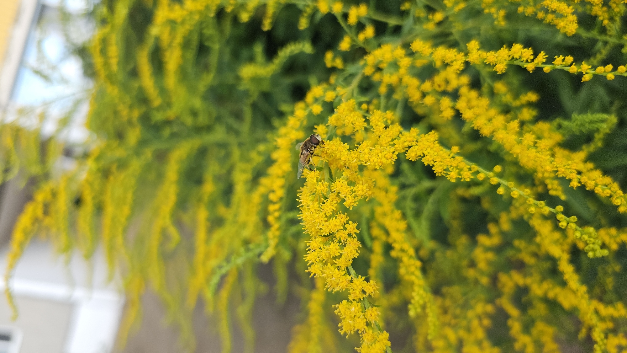 A close-up, eye-level shot features a hoverfly perched on a cluster of small yellow flowers. The fly is facing right, with its striped abdomen and large compound eyes visible. The surrounding foliage is a vibrant green, creating a natural, outdoor setting. The background is blurred, suggesting a shallow depth of field, with hints of a building and sky. The image appears to be taken in Markovskii, Russia.