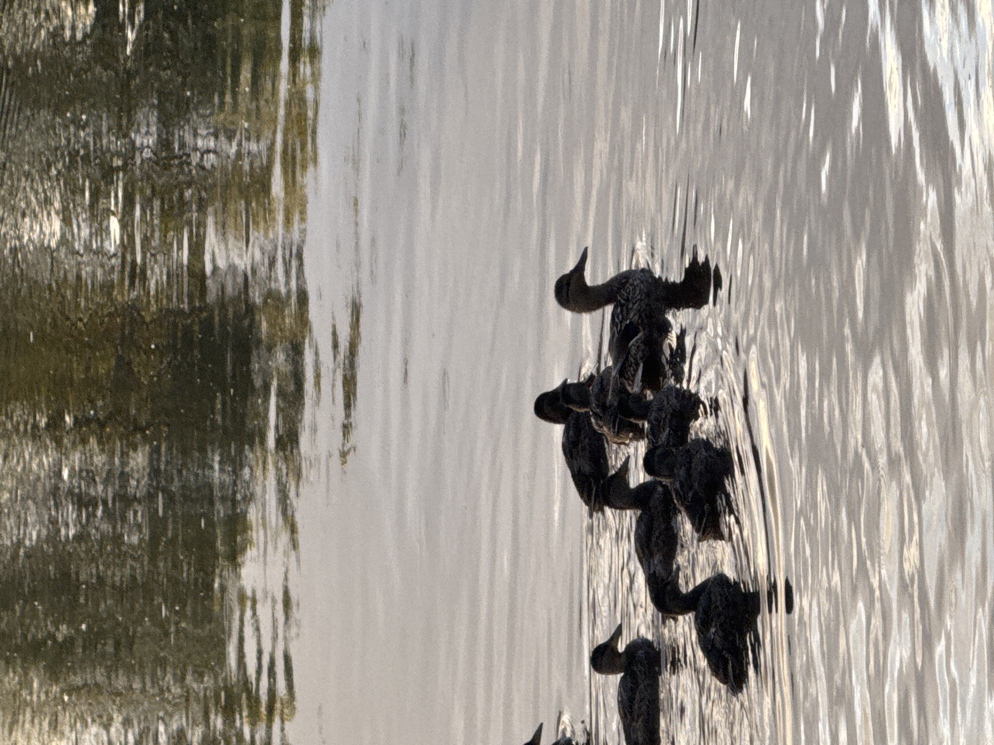 A group of ducks are swimming in a body of water, possibly a river or lake. The water is calm with ripples reflecting the light. The ducks are mostly dark in color with some patterned feathers visible. The background shows reflections of trees or foliage. The scene appears to be outdoors and natural. The location is specified as Chaikovsky, Russia.