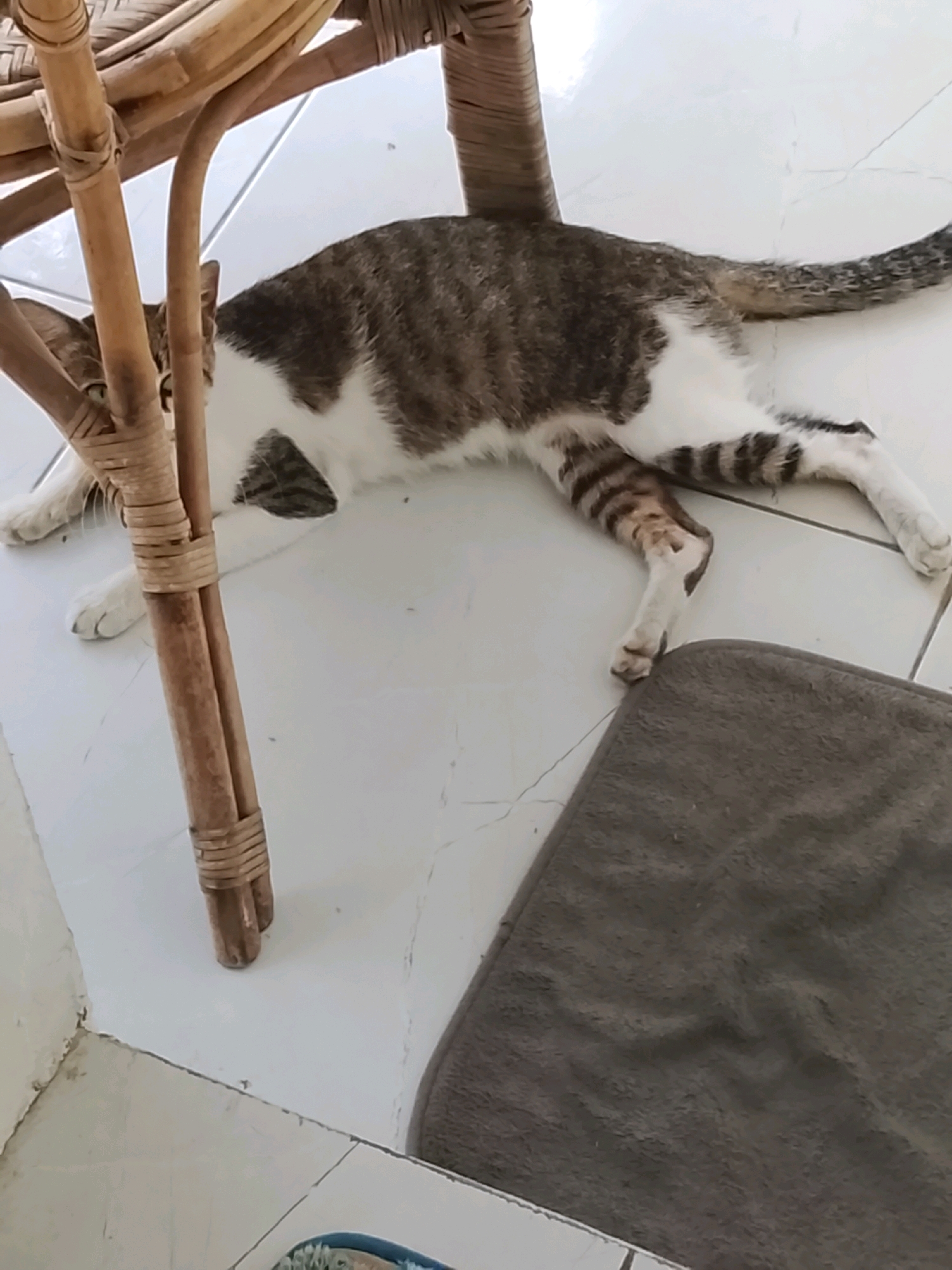 A tabby and white cat is lying on a tiled floor, partially under a woven bamboo chair. The cat is stretched out on its side, with its legs extended. Its fur is a mix of brown, gray, and white stripes. The floor tiles are white and appear to be slightly dirty. A dark gray mat is positioned to the right of the cat. The scene appears to be indoors, possibly on a patio or in a room with a direct view of the outdoors given the natural light. The location in Slawi, Indonesia, is not discernible from the image itself.