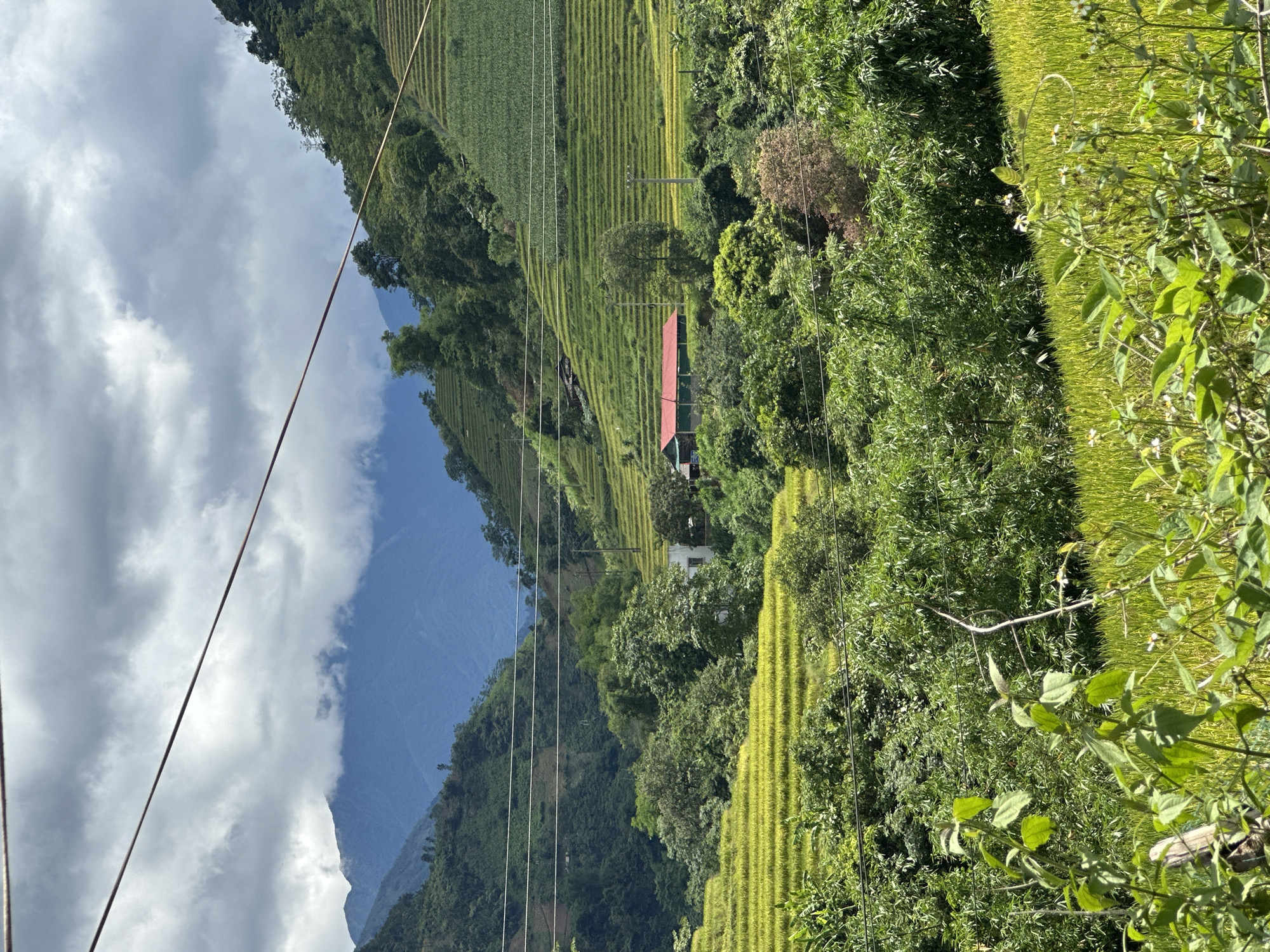 This image depicts a mountainous rural landscape in Nam To Nua, Vietnam. The foreground and midground are dominated by extensive terraced fields, primarily a vibrant golden-yellow, indicative of mature rice crops, which ascend steep hillsides. These terraces are interspersed with dense green vegetation, including trees and shrubs. In the midground, a structure with a distinct red roof is situated amidst the rice fields and trees, with a smaller, partially visible white building located to its left. Multiple utility poles and overhead power or communication lines traverse the scene; thick brown cables are prominent across the upper portion of the frame, and thinner white lines extend across the middle distance. The background features successive layers of mountains, with their upper sections partially obscured by thick, low-hanging grey clouds. The sky above presents a mix of overcast conditions and lighter cloud formations. No individuals are present within the depicted scene.