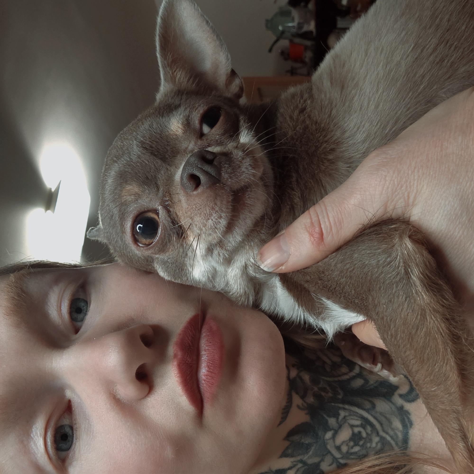 The image presents a close-up, indoor portrait of a person and a small dog. The left side of the frame features the partial face of a person with fair skin, visible blue eyes, and lips colored with a reddish-pink cosmetic. Light-colored hair is visible along the left edge. Extensive black ink tattoos, depicting floral and skull motifs, are present on the person's neck and upper chest. A light-colored fiber extends from the right corner of the person's mouth.
A small dog, consistent with the Chihuahua breed, occupies the central and right portions of the image. It has short, brownish-grey fur with lighter white markings on its chest and under its chin. Its eyes are dark brown, reflecting a circular light source, and its right eye appears slightly narrowed. The dog's right ear is large and erect, typical of its breed. Its nose is dark-colored. The person's hand, displaying a pale fingernail and a small reddish lesion on a knuckle, is visible holding the dog in the lower center. The dog's head is tilted slightly, and its gaze is directed towards the lower right, away from the camera.
The background is out of focus, indicating a shallow depth of field in an indoor setting. A bright, unidentifiable ceiling light fixture is visible in the upper right. Other indistinct, blurred objects, including a reddish item and a lighter-colored, possibly translucent object, are discernible in the far right background, suggesting domestic furnishings. The image contains no visual cues to identify the specific city as Saint Petersburg, Russia.