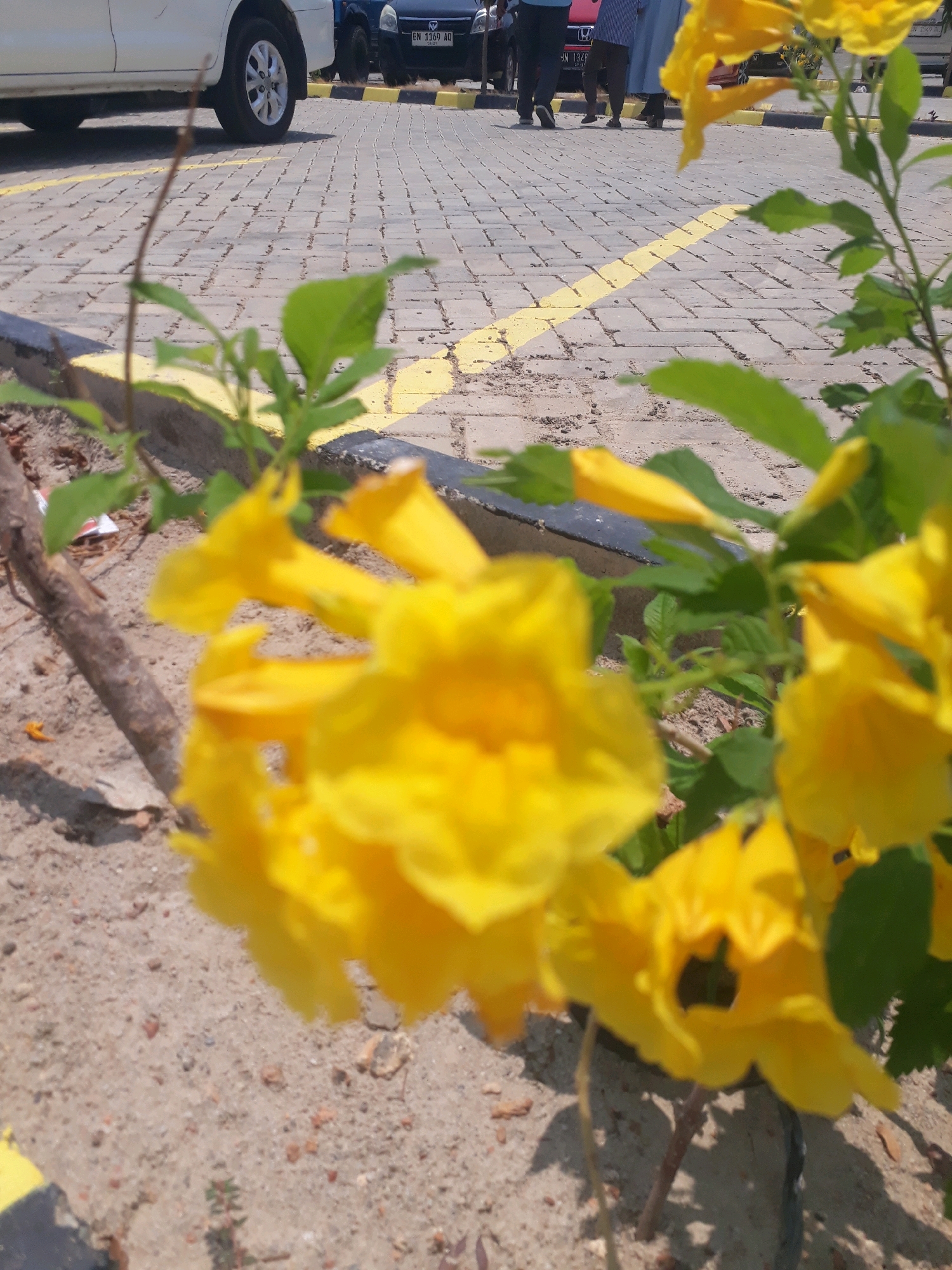 This image captures a close-up view of vibrant yellow flowers in the foreground, with a paved parking lot and a white vehicle in the background. The parking lot appears to be constructed of interlocking brick pavers and is marked with yellow lines, suggesting it's a designated parking area. The white vehicle is partially visible on the left, with its wheel and lower body in frame. In the middle ground, a dark-colored vehicle is also present. Several individuals, dressed in casual attire, are walking in the background. The scene appears to be outdoors, under natural light, with the focus on the blooming flowers. This setting is consistent with the general urban landscape of Pangkalpinang, Indonesia, where parking areas and vehicles are common sights, and where such flora may be cultivated or grow naturally.