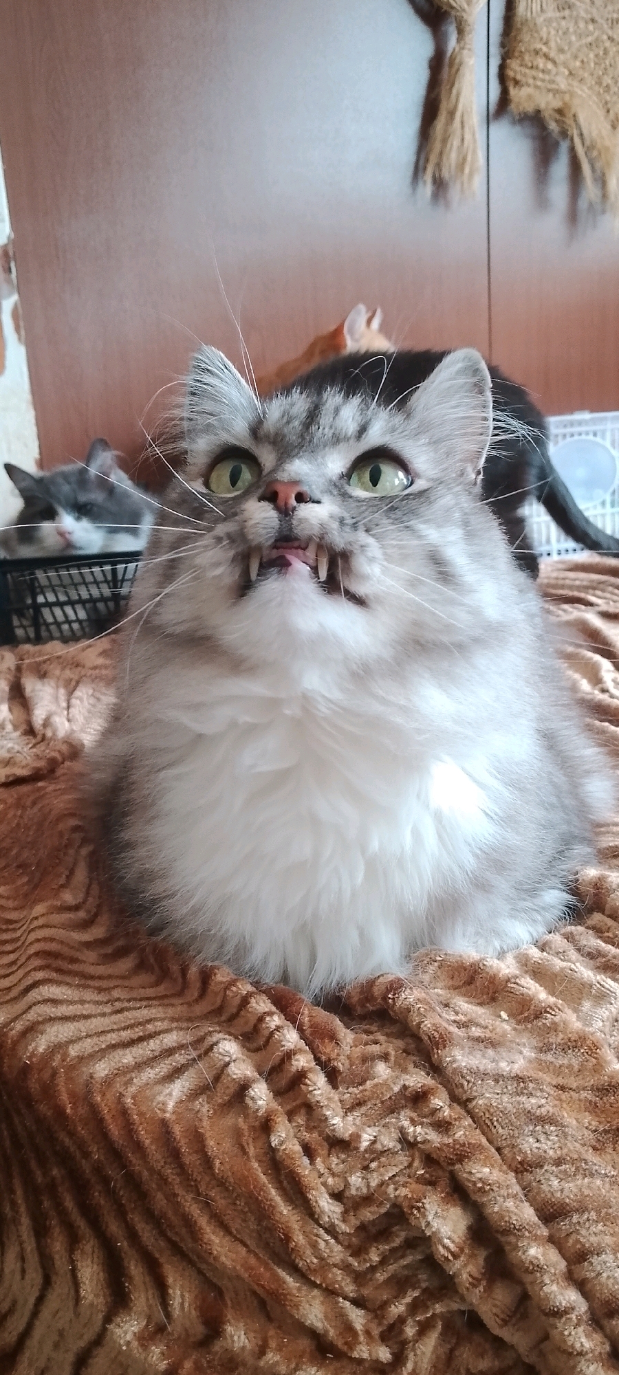 In Belgorod, Russia, a fluffy grey and white cat with bright green eyes and prominent fangs is the central subject, captured in a close-up shot. The cat is positioned on a brown, textured blanket. In the background, another grey and white cat rests in a black basket, and behind it, parts of other cats, one appearing to be black and another orange, are visible. The environment suggests an indoor setting with wooden furniture and decorative elements on the wall.