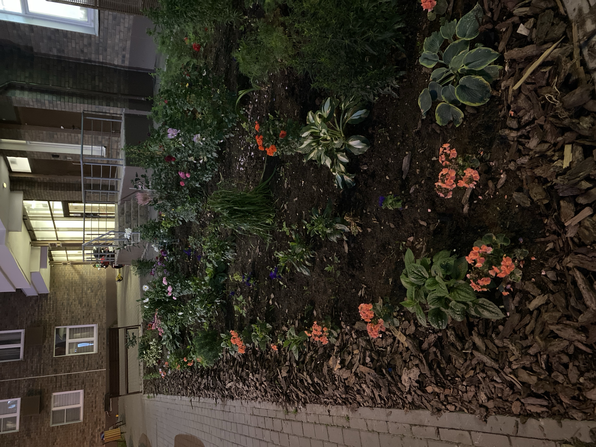 The image depicts a nighttime view of a garden bed situated in front of a brick building, possibly an apartment complex in Mirny, Russia. The garden is mulched with dark wood chips and contains a variety of plants, including low-lying orange flowers, larger green leafy plants with white variegation, and taller green foliage. In the background, a dark bench is visible next to a paved walkway. The building facade features windows and an entrance with a railing. The lighting suggests artificial illumination, creating shadows and highlighting the textures of the plants and mulch.