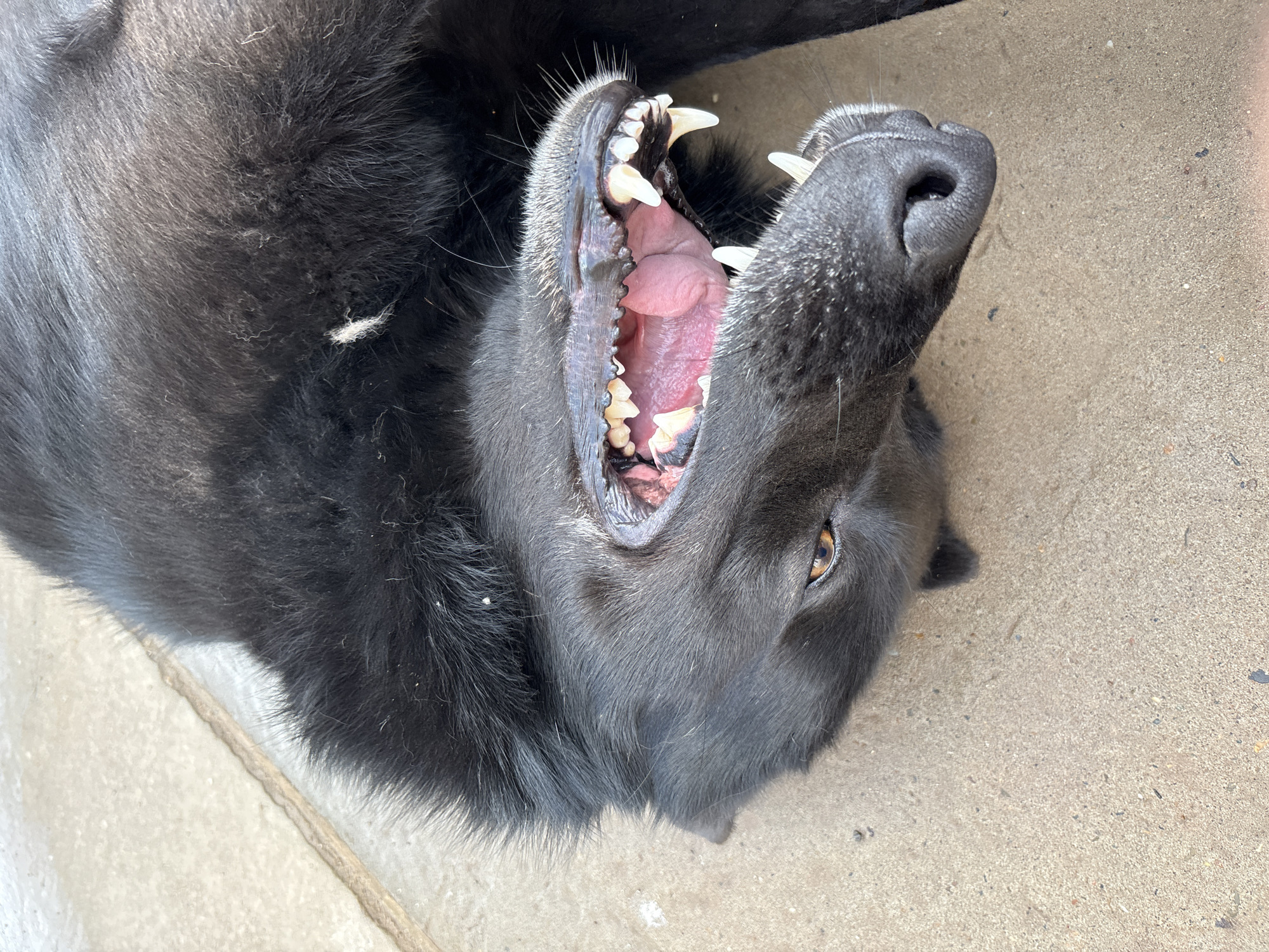A black dog lies on its back on a concrete surface. The dog's mouth is open, revealing its teeth and pink tongue. Its eyes are a warm brown color. The concrete is light gray with some darker specks and a line running through it. The image appears to be taken outdoors in daylight. There is no indication of the city of Chaikovsky, Russia, or any other specific location.