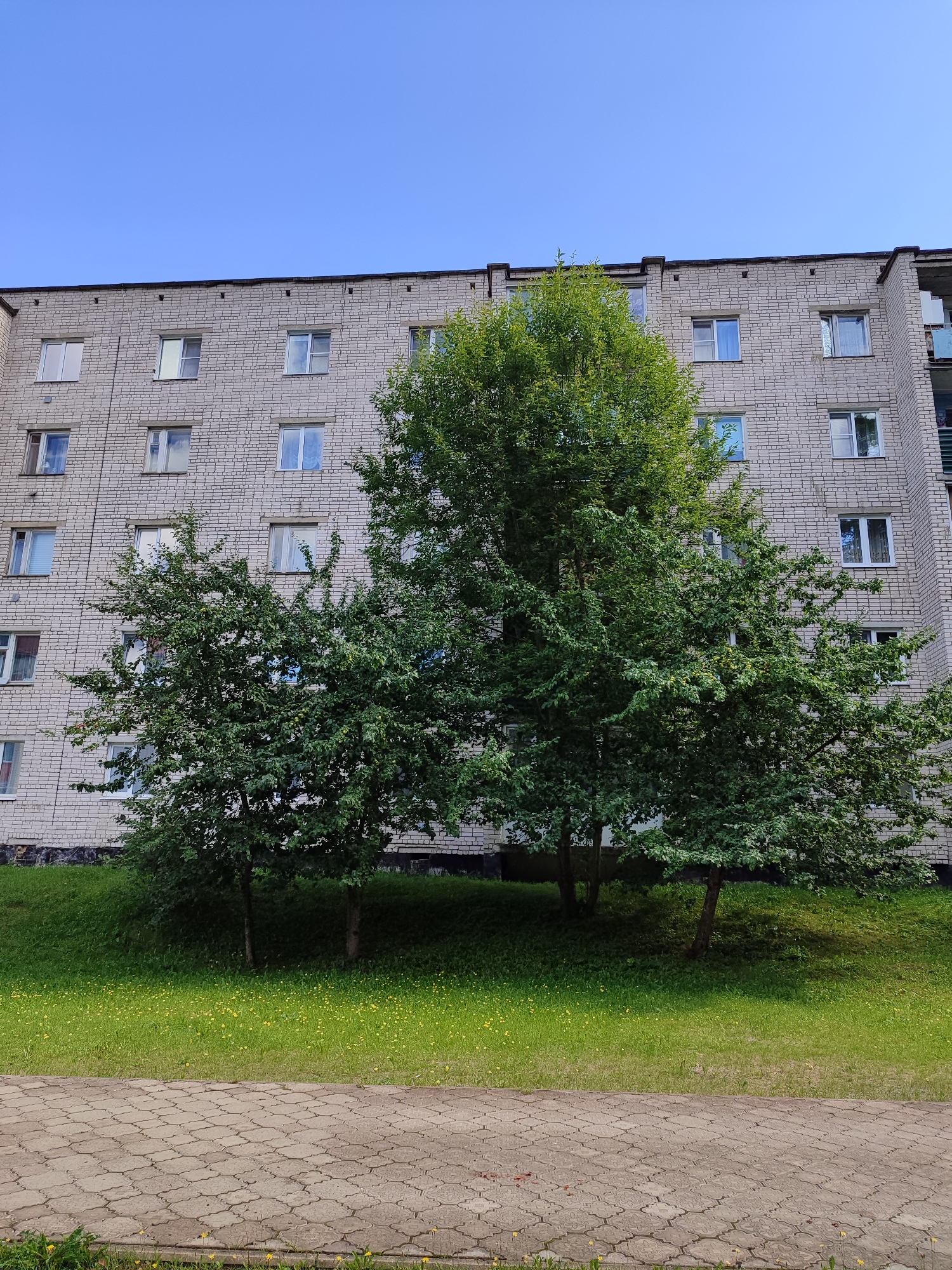 The image captures a view of a brick apartment building on a clear day. The building has multiple floors with numerous windows. In front of the building, there is a grassy slope with trees. The foreground features a paved walkway with a patterned surface. The scene appears to be an exterior residential setting in a city, with no people visible.
