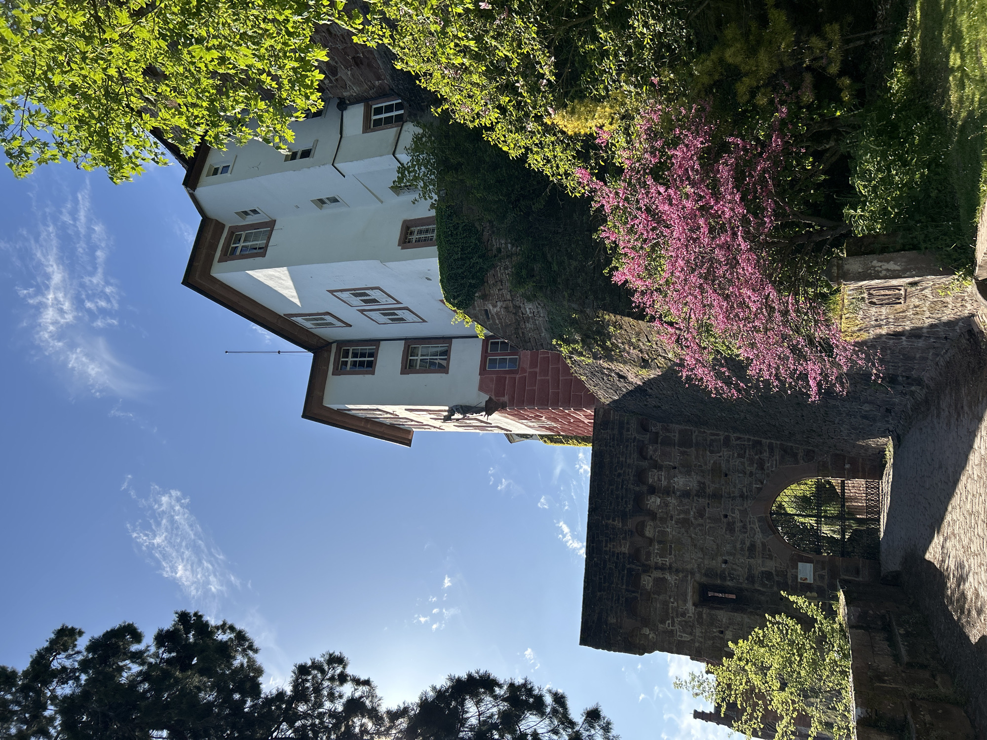 The image shows a three-story building with white walls and brown-framed windows, positioned on the left side of the frame and angled upwards towards the sky. The building has a red brick facade on the lower portion. To the right of the building, a section of an old stone wall is visible, partially obscured by green vegetation and a tree with vibrant pink blossoms. A gated arched entrance is integrated into the stone wall. The sky is blue with sparse wispy clouds, and the lower portion of the frame is filled with dark green trees silhouetted against the sky. The location is Unknown, Unknown.