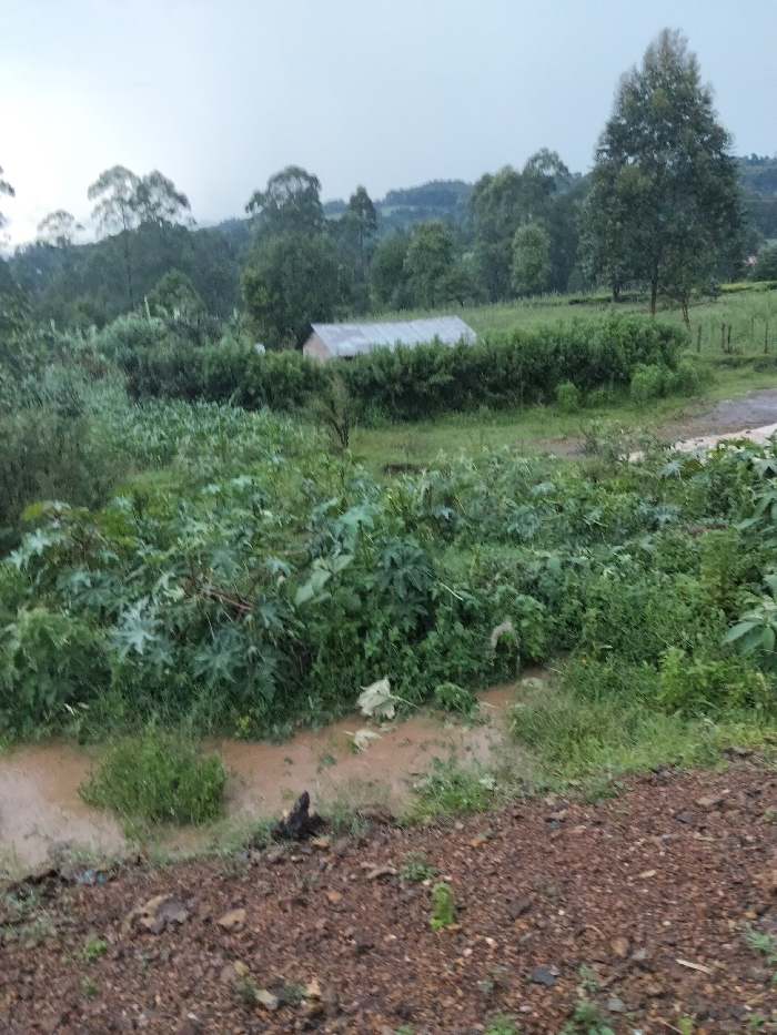 The scene depicts a rural landscape in Nyansiongo ward, Kenya, under an overcast sky. In the foreground, a reddish-brown gravelly path occupies the lower right, transitioning to a muddy, brown stream flowing leftwards through dense green undergrowth. The midground features a field of lush green vegetation, including broad-leaved plants. Partially obscured behind this field, a small, single-story building with a light-colored, corrugated metal-like sloped roof is visible. The background consists of rolling hills densely covered with various green trees, including tall, slender trees, extending towards the horizon. No individuals or animals are present.