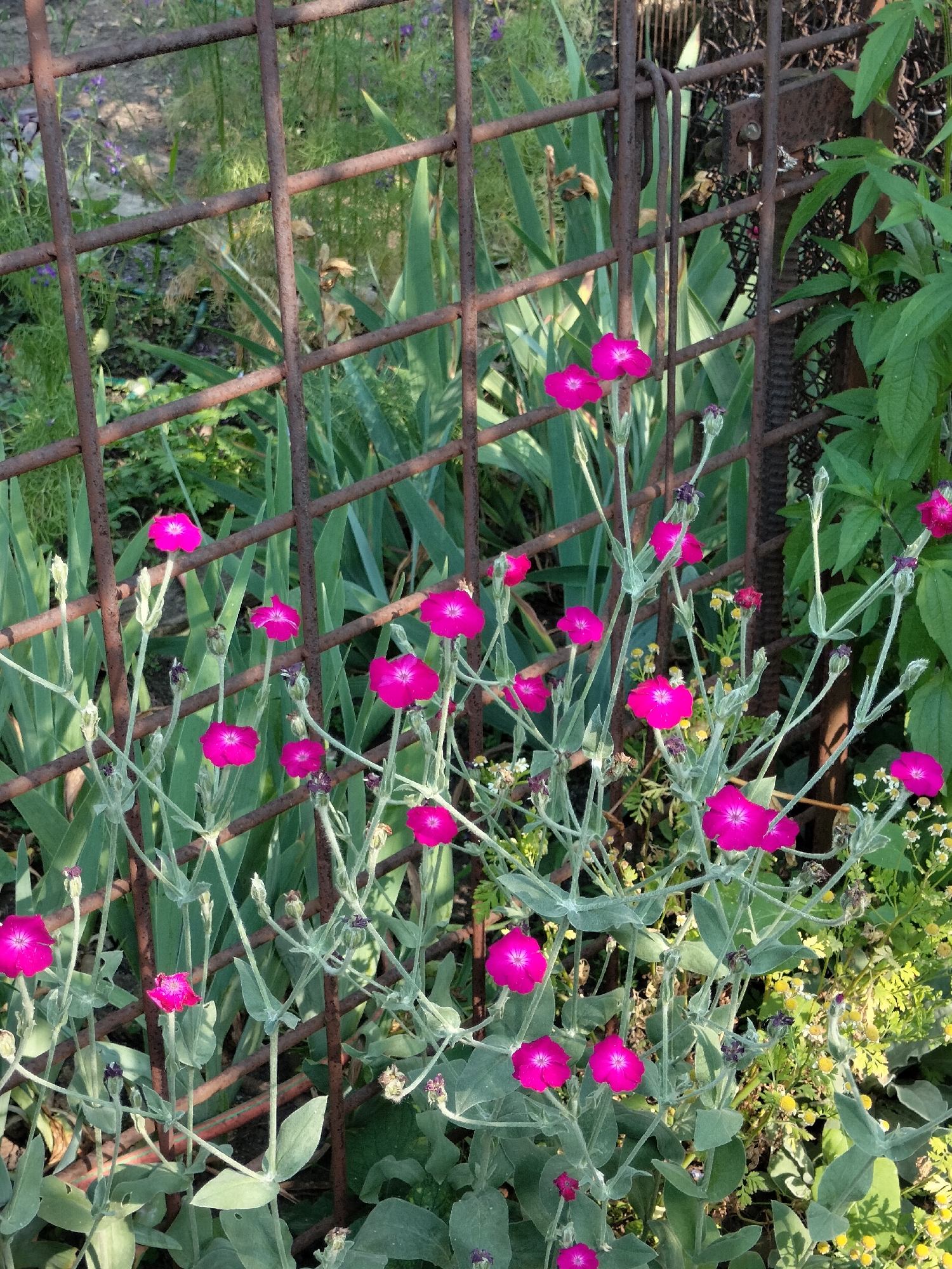 The image depicts a close-up view of a garden featuring several bright pink flowers with five petals and a dark center. These flowers are growing on thin, light-colored stems with fuzzy, gray-green leaves. The plants are positioned in front of a rusty metal fence, which appears to be old and slightly weathered. Behind the fence, there is lush green foliage and hints of other plants, including some with thin, grass-like leaves and a few small yellow flowers. The lighting suggests it is daytime, with sunlight illuminating the scene. The overall impression is of a natural, somewhat wild garden setting. There are no people or animals visible in the image. The context provided indicates this scene is located in Kryvyi Rih, Ukraine, suggesting a possible urban or suburban garden within that city.