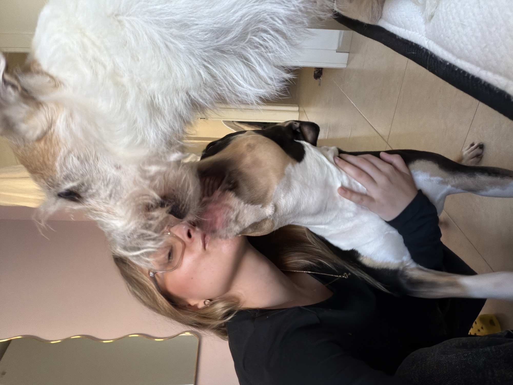 A woman with blonde hair and glasses is being nuzzled by two dogs indoors. One dog is mostly white with long fur, while the other is a mix of white, brown, and black. The woman is wearing a black shirt. The floor is tiled, and there's a dog bed nearby. There is a mirror and pink wall in the background. The image does not depict enough detail to ascertain if the location is in Tel Aviv, Israel.