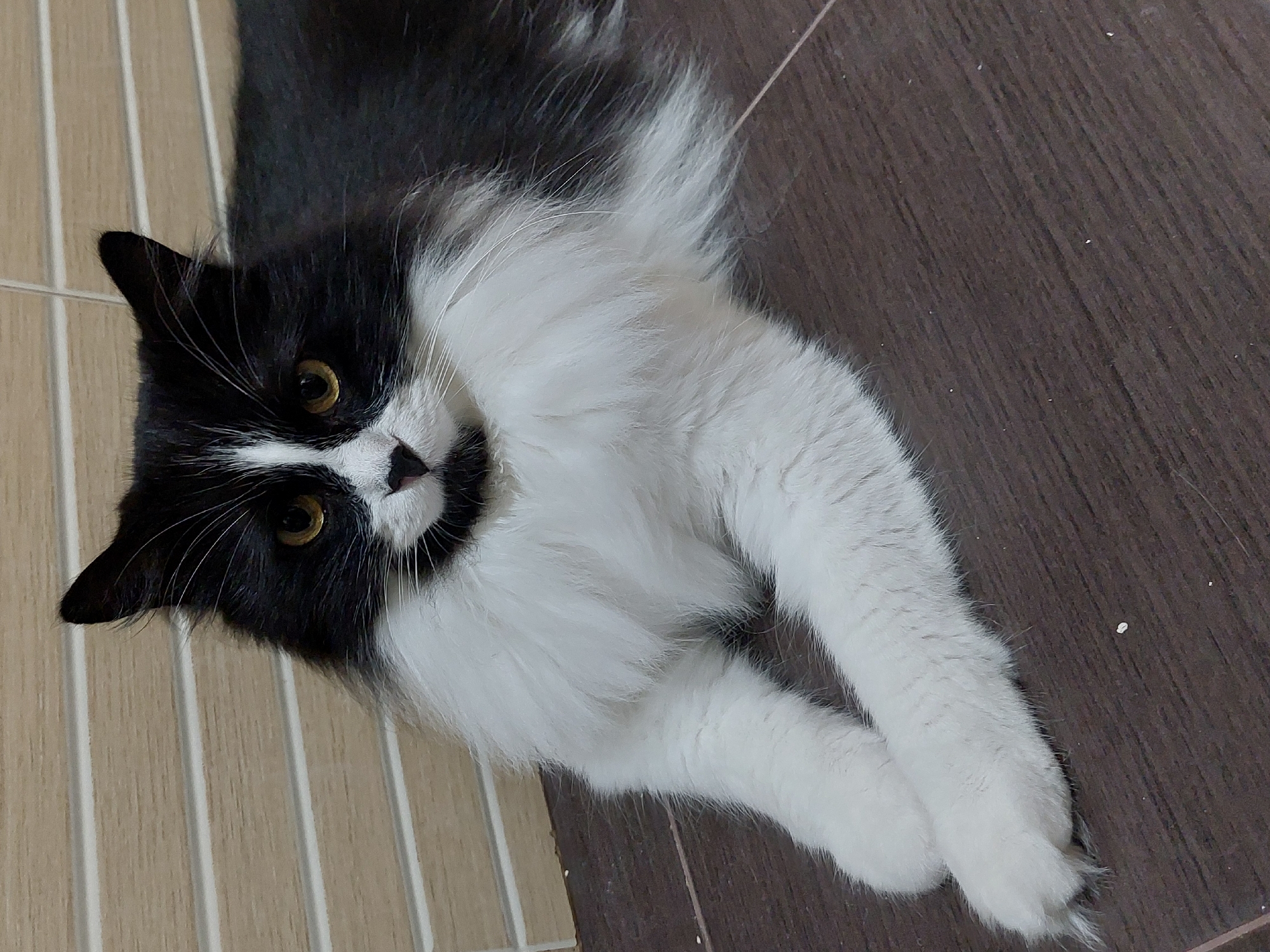 An eye-level shot captures a domestic long-haired cat, distinctively marked with black and white fur (often called a tuxedo cat), lying on an indoor floor in Plovdiv, Bulgaria. The cat is positioned diagonally across the frame, with its head turned to look directly at the viewer, displaying attentive golden-yellow eyes and long white whiskers. Its face is black with a white blaze extending down its nose and across its muzzle, complemented by a prominent white chest, belly, and front paws, which are neatly crossed. Its ears and the top of its head are black, contrasting with the fluffy white fur around its neck.
The background features two different types of flooring. To the left of the cat, there are light beige or cream-colored rectangular tiles with visible vertical grout lines. To the right, beneath the cat's lower body and paws, is a darker brown floor with a subtle wood-grain or textured appearance. Small white specks, likely dust or lint, are scattered on the darker floor. The lighting suggests an indoor setting, and no specific time of day or outdoor conditions are discernible. The cat appears calm and curious. There is no visible text in the image.