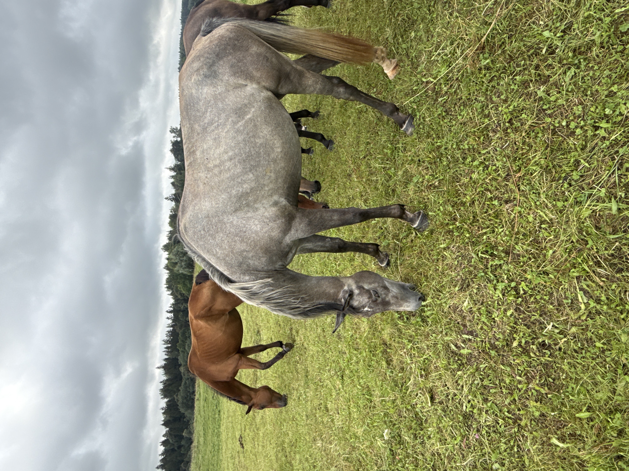 A herd of horses grazes on a grassy field in Galinė, Lithuania, under an overcast sky. The main subject is a dappled grey horse in the foreground, its head down as it eats. Behind it, a bay horse is also grazing. In the background, a line of trees borders the field. The scene is peaceful, with the horses undisturbed in their natural environment.
