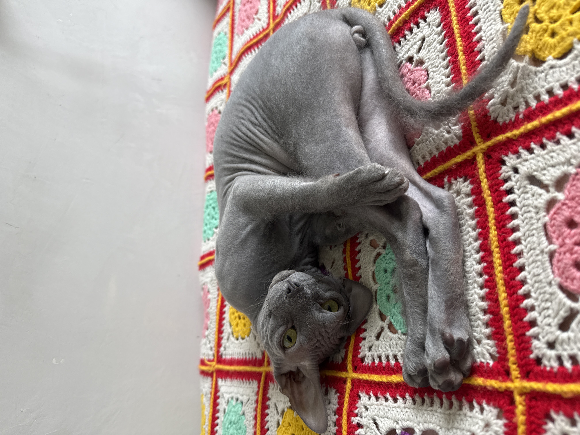 A grey hairless Sphynx cat is the central subject of the image, lying on its back on a colorful crocheted blanket. The cat is positioned on its back, head turned to gaze directly at the camera. Its striking green-yellow eyes are wide and focused, conveying a curious or playful expression. The cat displays the characteristic wrinkled grey skin of its breed, with visible paw pads. Its front paws are clasped, while its hind legs are playfully extended.
The cat rests on a vibrant crocheted blanket composed of granny squares in shades of red, yellow, white, pink, and light green. The intricate, handmade crochet work is clearly visible. A plain, light-colored wall occupies the left side of the frame. The scene depicts an indoor setting, likely a comfortable home. No text is visible in the media. The location context is Votkinsk, Russia.