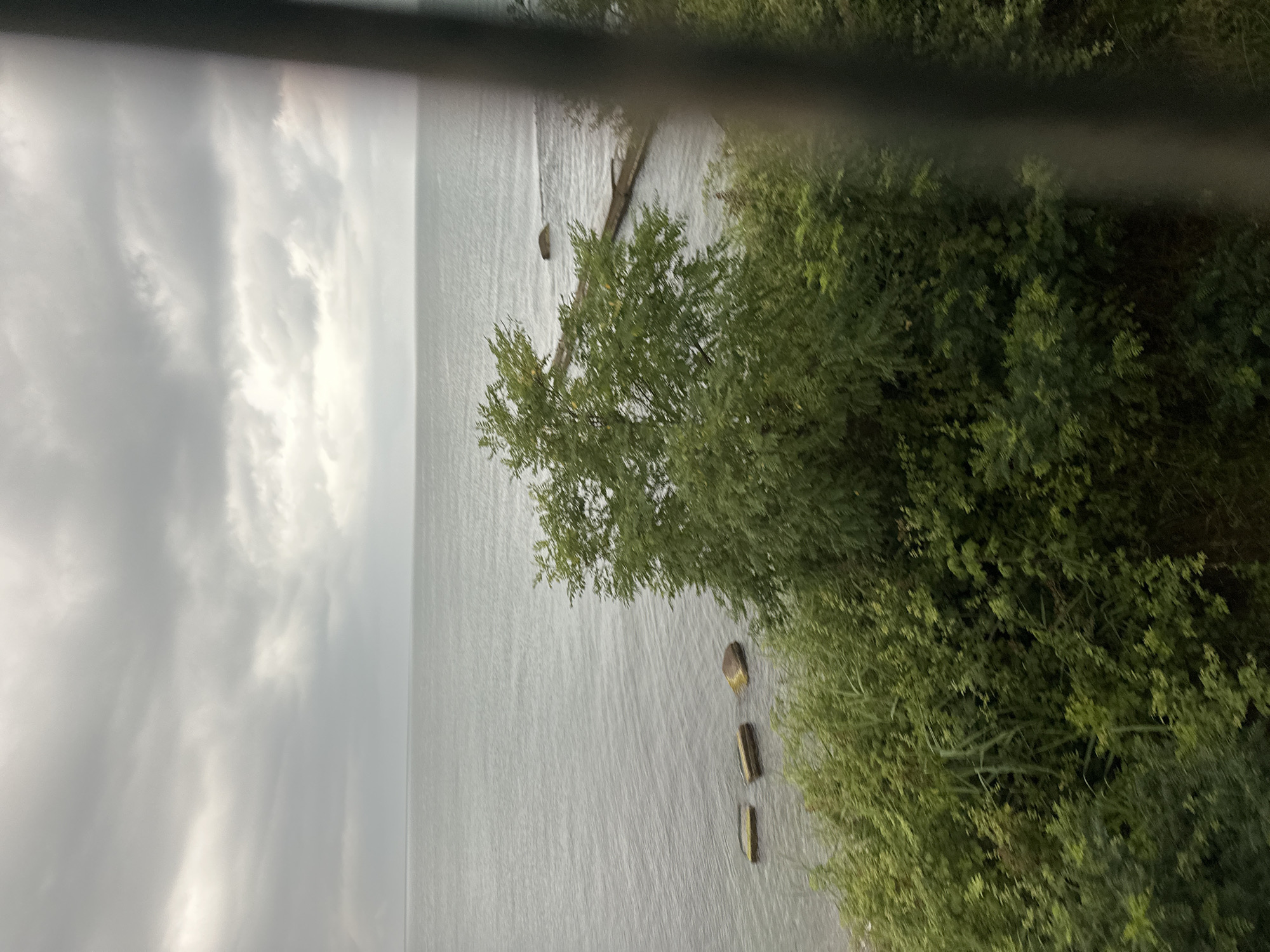 An overcast sky looms above a body of water. In the foreground, dense green foliage fills the bottom of the frame, with a large tree dominating the mid-right portion. Several dark, oblong objects are visible in the water near the left side of the image. A thin, dark, vertical structure partially obscures the right side of the frame.