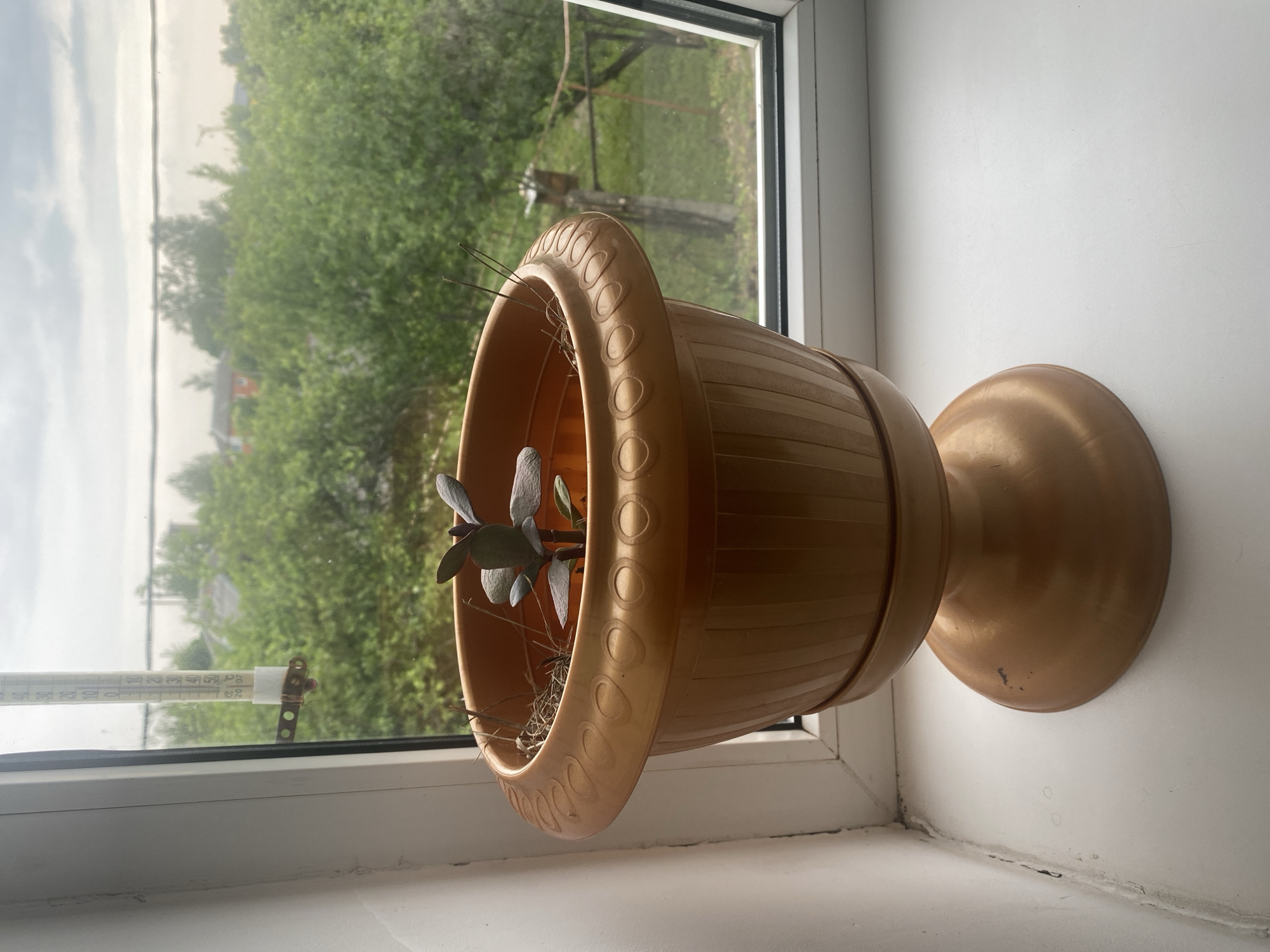 The scene captures an interior view looking out a window in Krupki, Belarus, featuring a plant on a windowsill against an exterior landscape. A golden-brown, ribbed plastic planter, elevated on a pedestal base with a decorative circular pattern around its rim, sits on a white windowsill. Inside the planter, a small plant with thick, dark green leaves is visible, surrounded by dry, straw-like debris. The white windowsill shows minor dirt and marks, particularly in the corner next to the window frame. The white PVC window frame itself exhibits some grime along its edges.
Affixed to the left side of the window frame is an outdoor thermometer, which indicates a temperature of approximately 22-23 degrees Celsius, with the numbers "20 07" partially visible at the bottom of its scale.
The exterior view through the window reveals an overcast sky with light cloud cover. The dominant feature of the landscape is extensive green foliage from trees and bushes. In the middle distance, an orange-roofed building, consistent with a residential structure, is visible nestled among the trees. A single utility line (wire) traverses horizontally across the upper portion of the exterior scene. To the right, a weathered wooden fence post with a small, dark, box-like attachment (possibly a birdhouse) is partially obscured by vegetation. In the far background, a construction crane is faintly discernible against the cloudy sky. No individuals are present in the image.