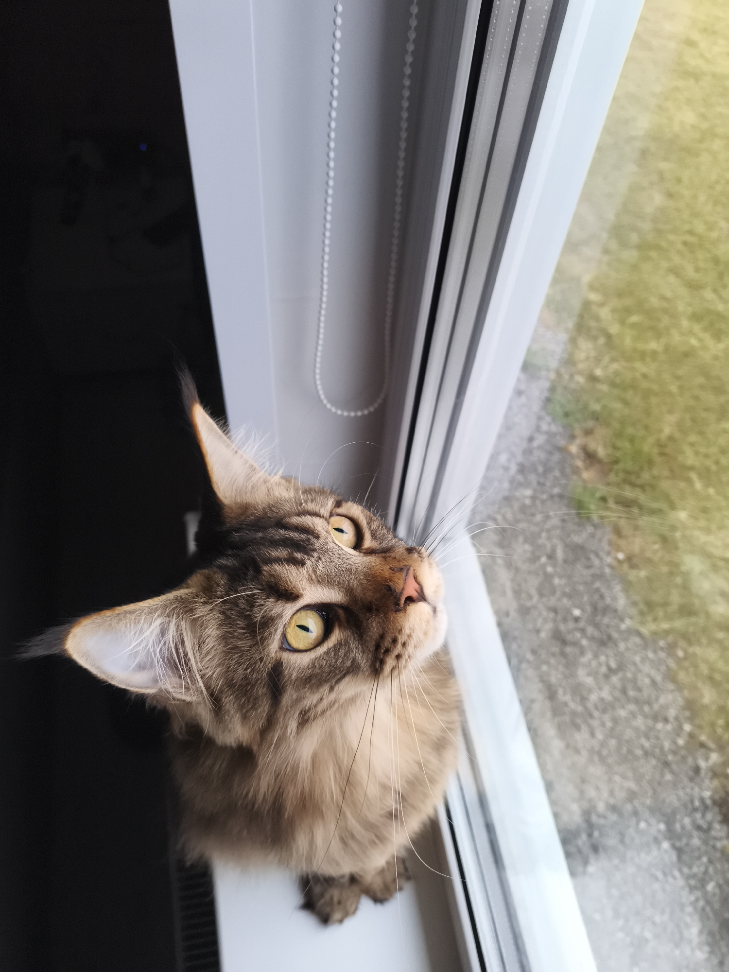 A Maine Coon cat sits on a window ledge, looking upwards. The cat has brown tabby fur with yellow eyes and long whiskers. The cat is sitting beside a white window frame with closed white blinds. Outside the window, there is a view of a grassy area. The image does not contain any information about the city of Русский Вожой, Russia.