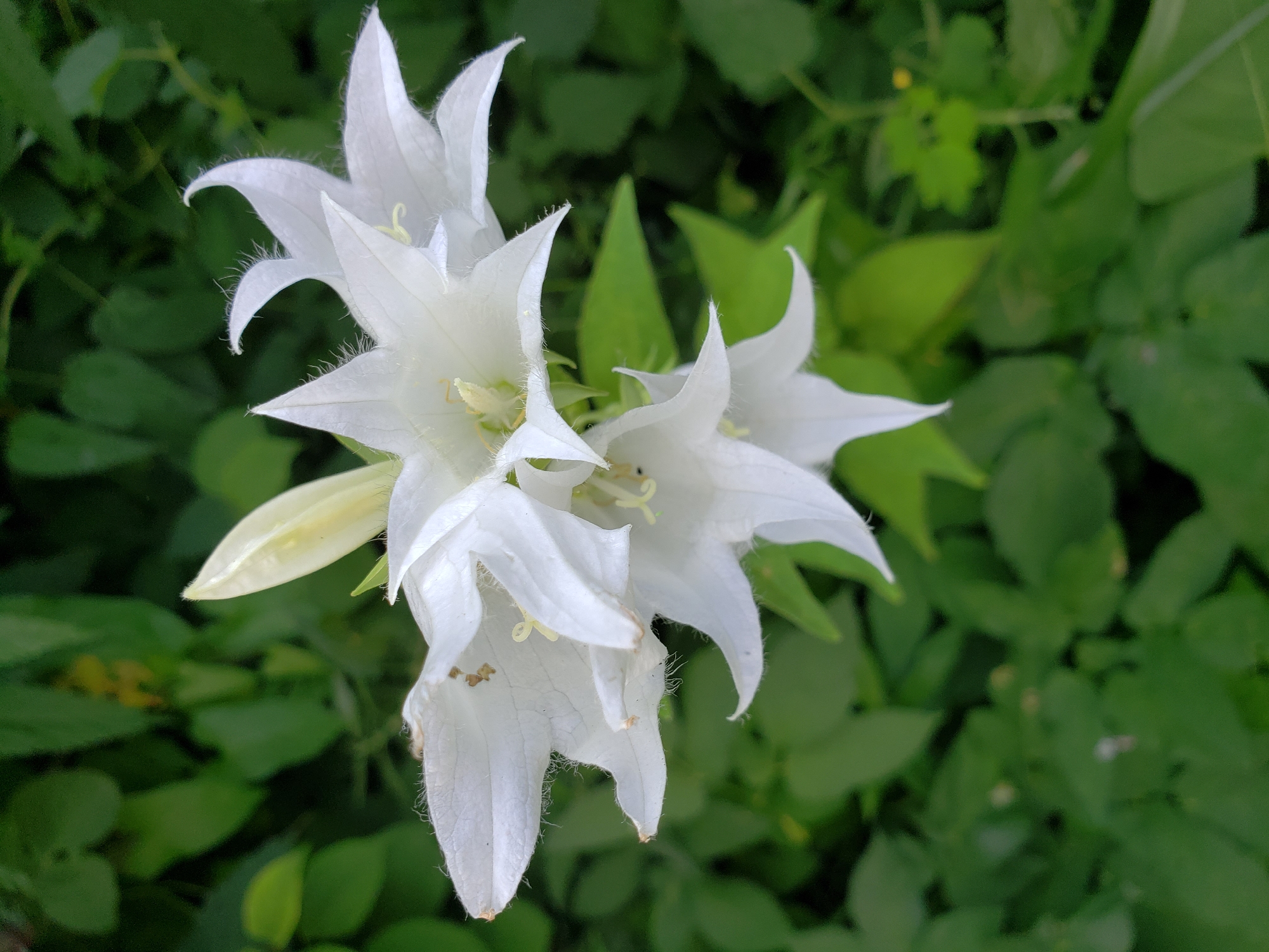 A close-up, top-down view captures several white campanula flowers with star-shaped petals and thin, fuzzy edges. The flowers are clustered together, with some fully bloomed and others still developing. The background consists of lush, green foliage, suggesting an outdoor setting, possibly a garden or natural landscape. There is no discernible urban or specific geographical context from the image that would indicate a location in Nizhny Novgorod, Russia.