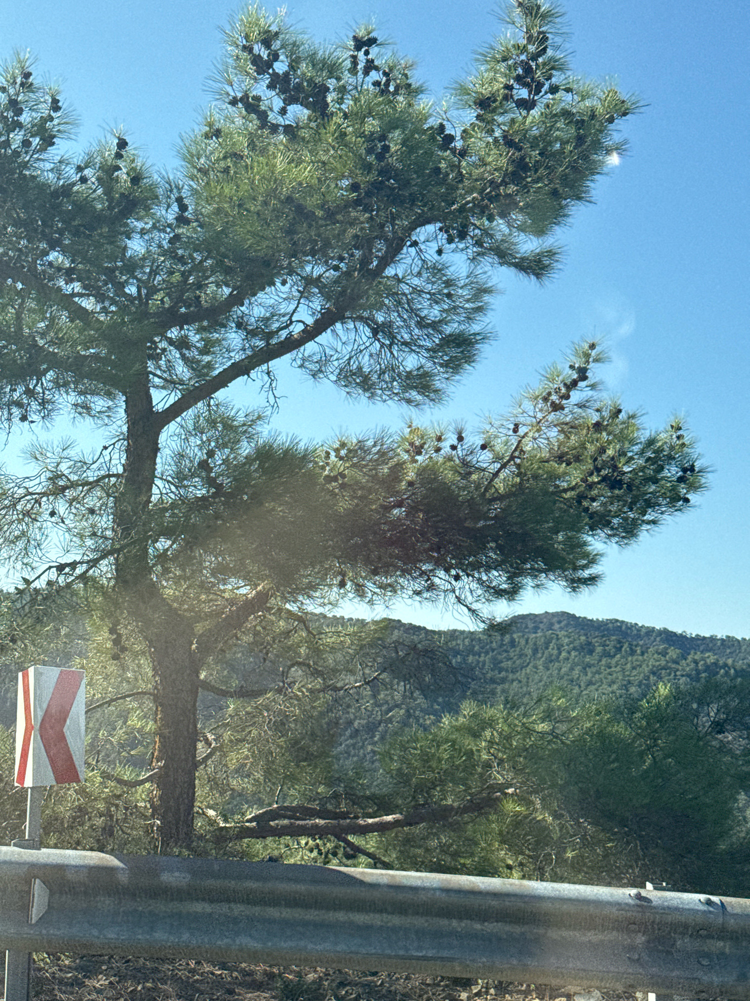 The image captures a view of a pine tree laden with cones, set against a clear blue sky and a backdrop of verdant hills. In the foreground, a guardrail runs horizontally across the lower portion of the frame. To the left of the tree, a white and red traffic sign with a red "K" symbol is visible. The scene appears to be located near Mylikouri, Cyprus, likely along a road passing through a forested area. There are no people or animals depicted in the image. The lighting suggests it is daytime, with sunlight casting shadows and highlighting the texture of the pine needles and cones.