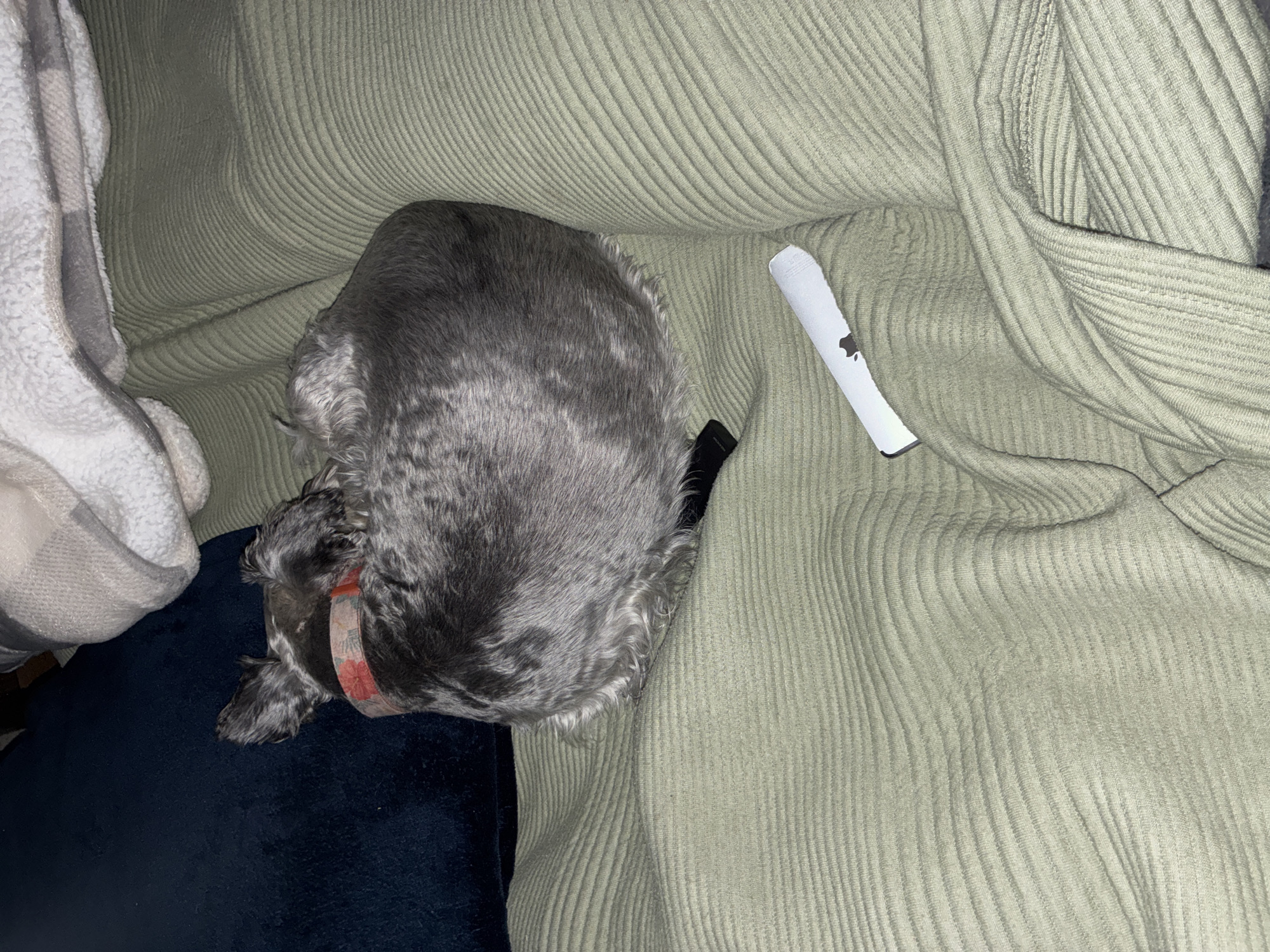 A gray Schnauzer dog lies curled up on a light green, ribbed fabric surface. The dog is positioned between a white patterned blanket and a blue velvet cushion. A white Apple sticker is visible next to the dog. The image provides no information about the location in Huixquilucan de Degollado, Mexico.