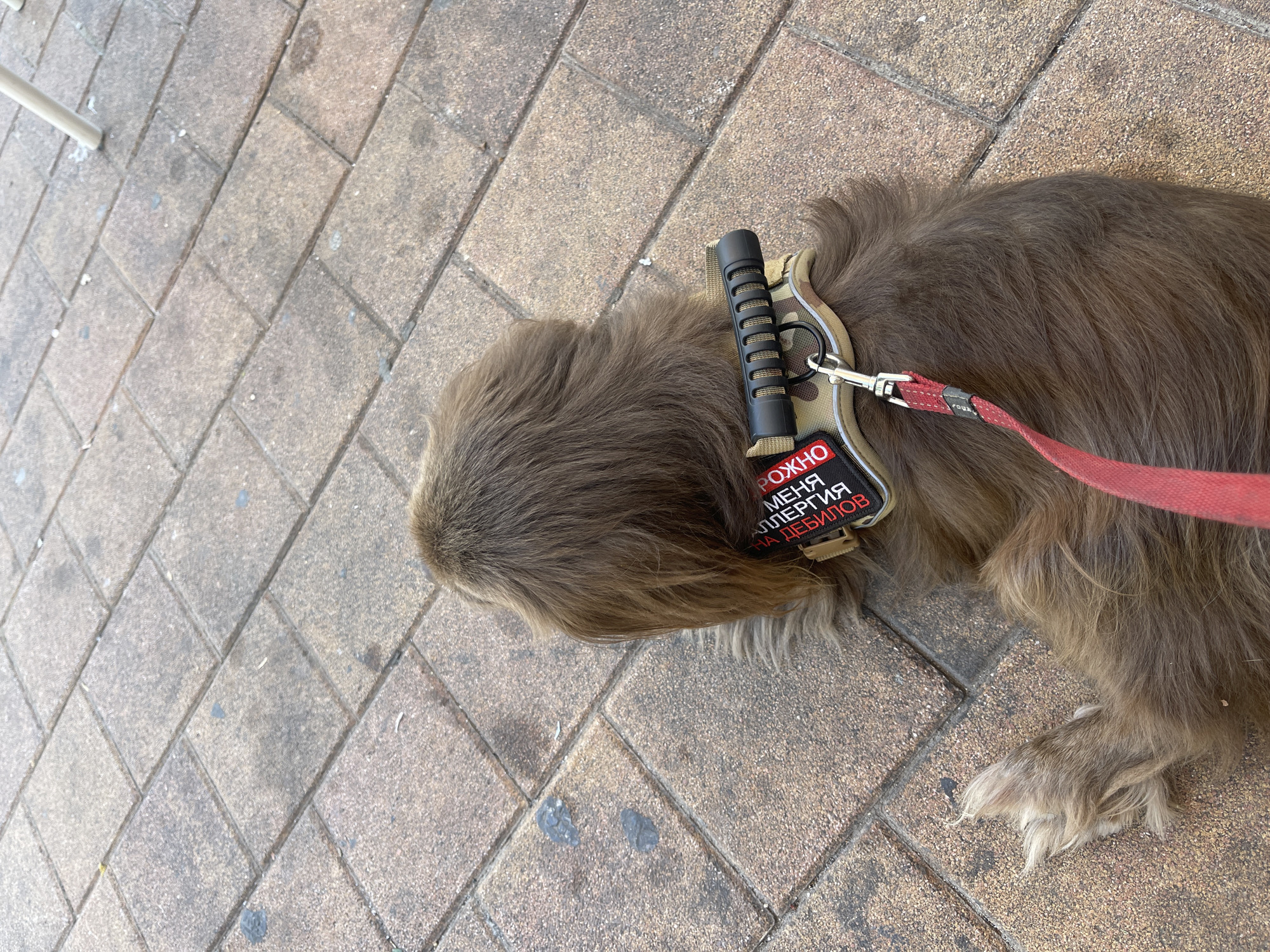 A long-haired brown dog lies on a paved patio composed of rectangular tan and gray tiles arranged in a diamond pattern. The dog is wearing a camouflage harness with a black handle and a red leash. A patch on the harness displays Russian text that translates to "POISONOUS ALLERGY TO IDIOTS." The scene appears to be outdoors in a public space, possibly a cafe or park, given the presence of outdoor furniture legs visible in the upper right corner. The overall environment suggests a sunny day.