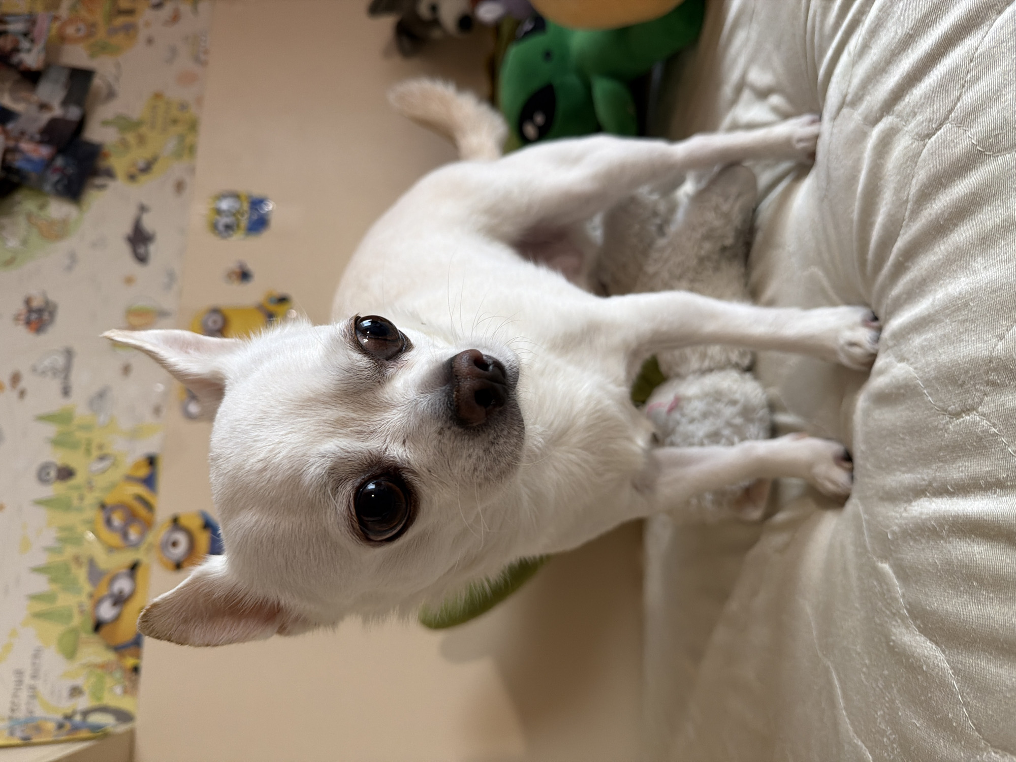 A white Chihuahua dog is lying on a quilted light-colored surface, possibly a bed or sofa. The dog's head is facing towards the camera, with its large, dark eyes looking upwards. Its body is slightly angled, with its front paws extending toward the top right of the frame. The dog appears to be resting on or near a soft, plush toy. In the background, there is a children's play mat featuring cartoon characters, specifically Minions. A green stuffed toy is also partially visible in the background. The location is not discernible from the image. Birobidzhan, Russia, cannot be determined from this image.