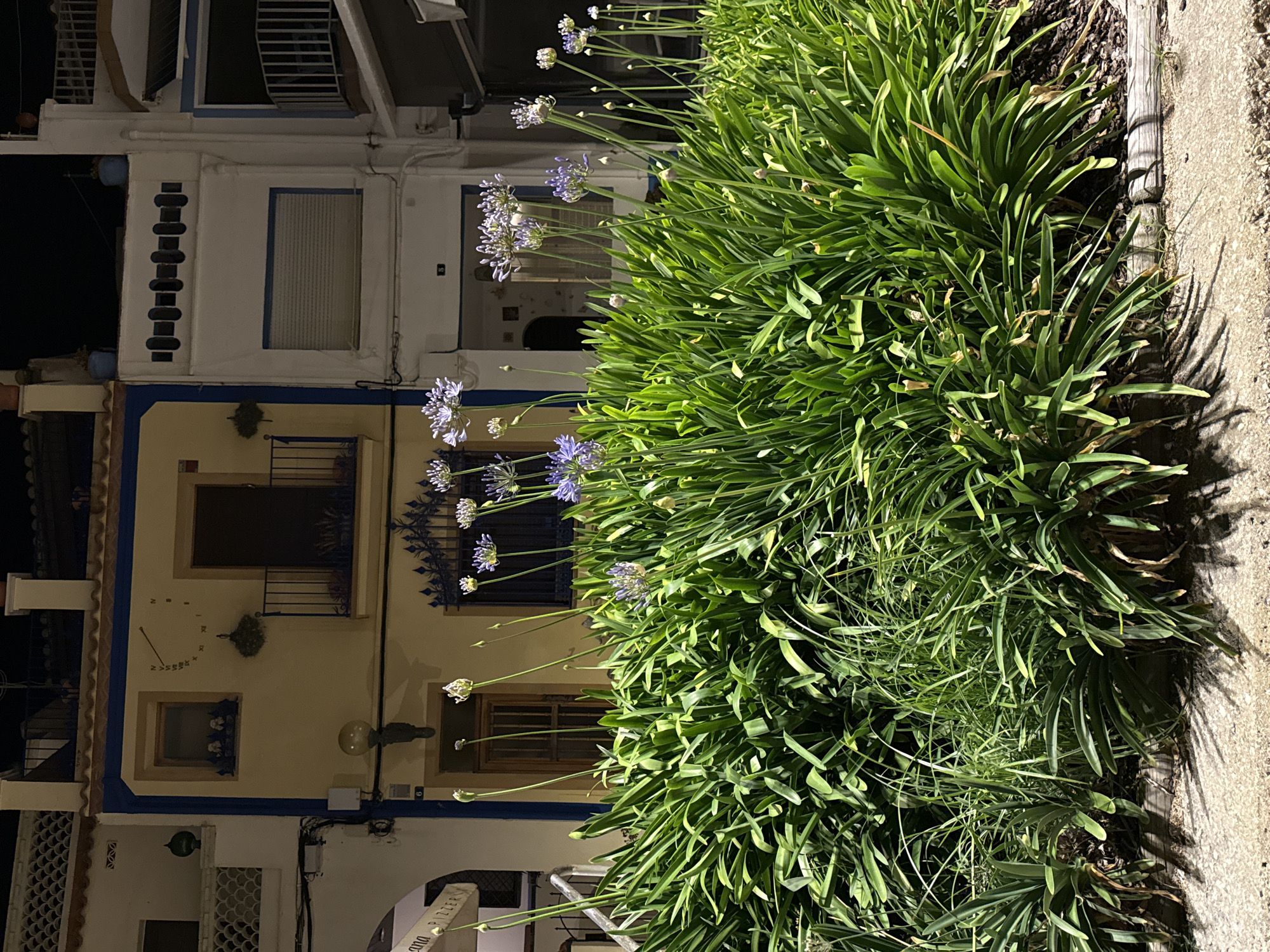 The image depicts a nighttime street scene in Blanes, Spain, focusing on a lush green planting of Agapanthus flowers in the foreground. The flowers, with their distinctive spherical clusters of blue-purple blooms and long green stems, are in various stages of blooming, with some still in bud. Behind the flowers, a three-story building with a cream-colored facade and blue trim is visible. The building has several windows, a wooden door, and a small balcony with wrought-iron railings. A sundial is mounted on the wall above a window on the second floor. To the left of this building, a portion of another building is visible, featuring a white facade and decorative lattice work. To the right, another building with white and blue elements and a balcony is partially seen. The street in front of the planting appears to be paved with textured concrete. The lighting suggests artificial streetlights illuminating the scene, casting shadows from the plants onto the pavement. No people are present in the image.
