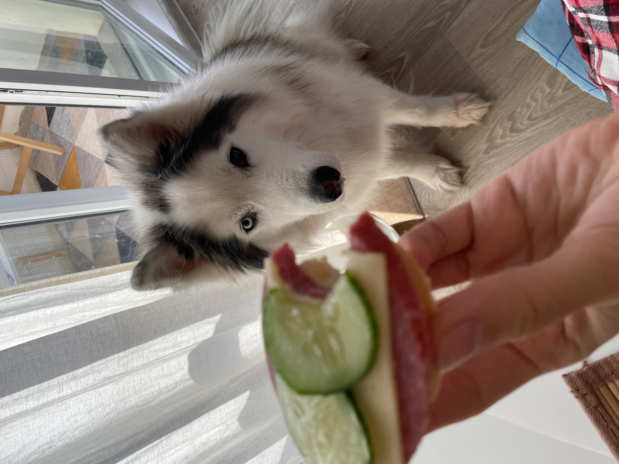 A medium-shot captures a white and gray husky dog gazing up at a hand holding a sandwich. The sandwich appears to contain cucumber slices, a pale filling, and a red, possibly meat, component. The dog has one light blue eye visible. In the background, there's a window with sheer white curtains and a glimpse of an interior space with wooden furniture. The scene appears to be indoors, possibly in a home. There is no information in the image to indicate this is in Izhevsk, Russia.