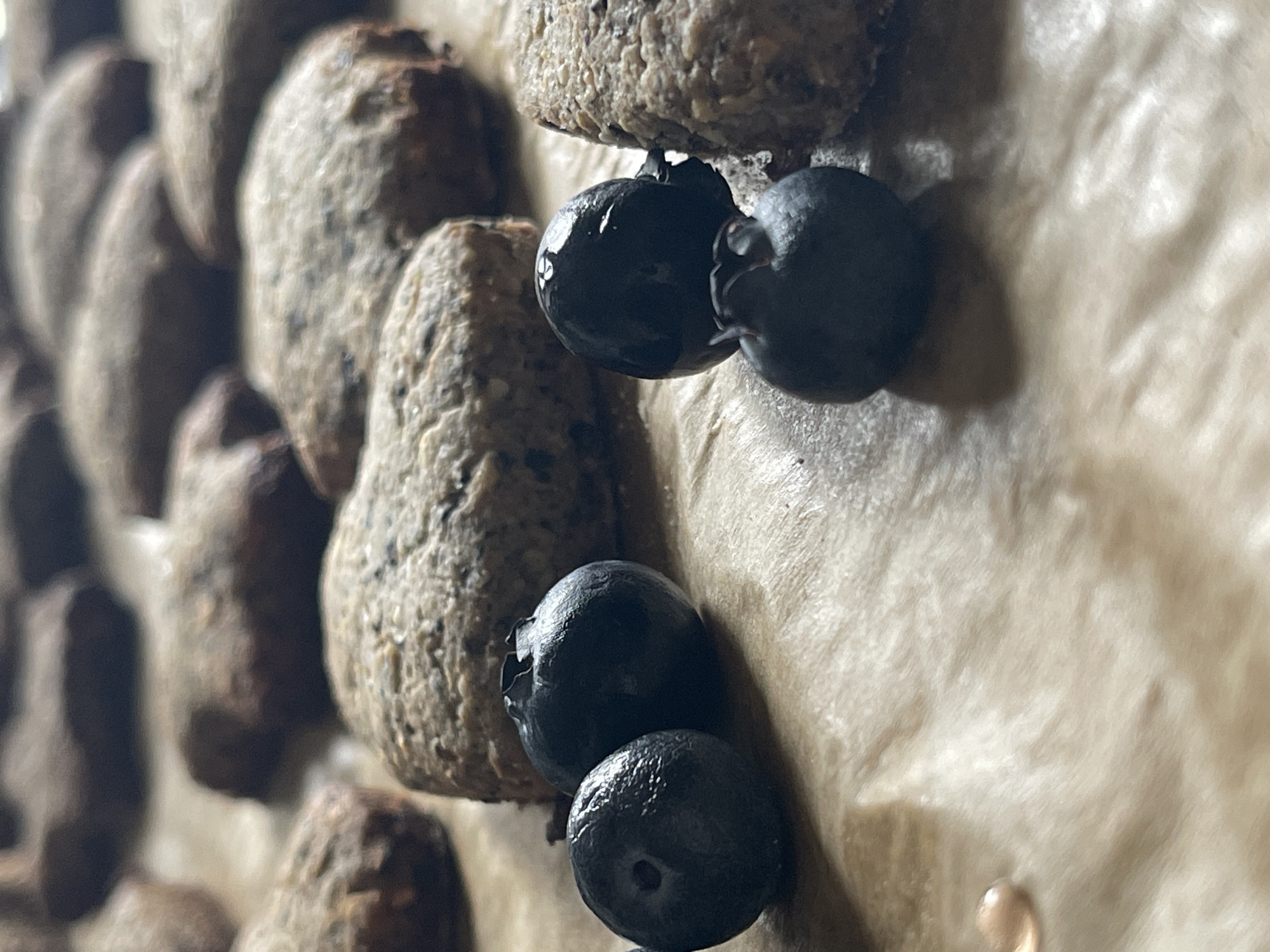 The image shows a close-up of several cookie-like objects arranged in rows, likely on a piece of parchment paper. Adjacent to the cookies are several blueberries. The environment appears to be indoors.
