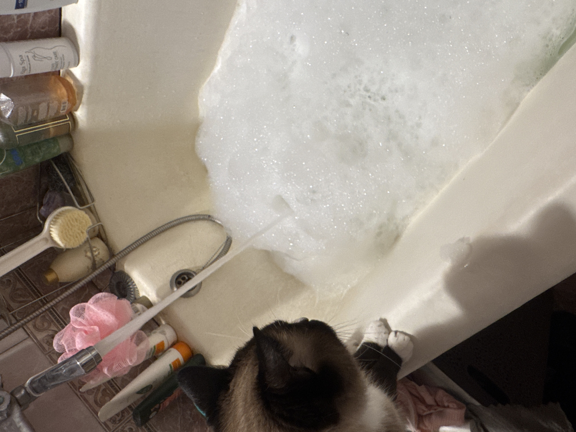 This is a close-up, top-down view of a cat's head and paws near a bathtub filled with bubbles. The cat, likely a Siamese mix with dark points and white paws, is positioned at the edge of the tub, looking into the bubbly water. Its face is mostly visible, with its ears alert and whiskers fanned out. Its white-tipped paws are resting on the edge of the tub.
The bathtub is white and appears to be made of porcelain or acrylic. A stream of water is visible entering the tub from a showerhead, creating a thin jet in the center of the frame. The water is covered in a thick layer of white foam, obscuring most of the tub's surface.
To the left of the cat and tub, several bath products are visible, including bottles of shampoo or conditioner, a loofah, and a scrub brush. The background is dark, suggesting the photo was taken indoors, likely in a bathroom. There is no clear indication of the time of day or weather outside. The overall impression is one of a cat curiously observing or interacting with bath time.
Visible text on a white bottle reads: "Spa" and "Body Care."
