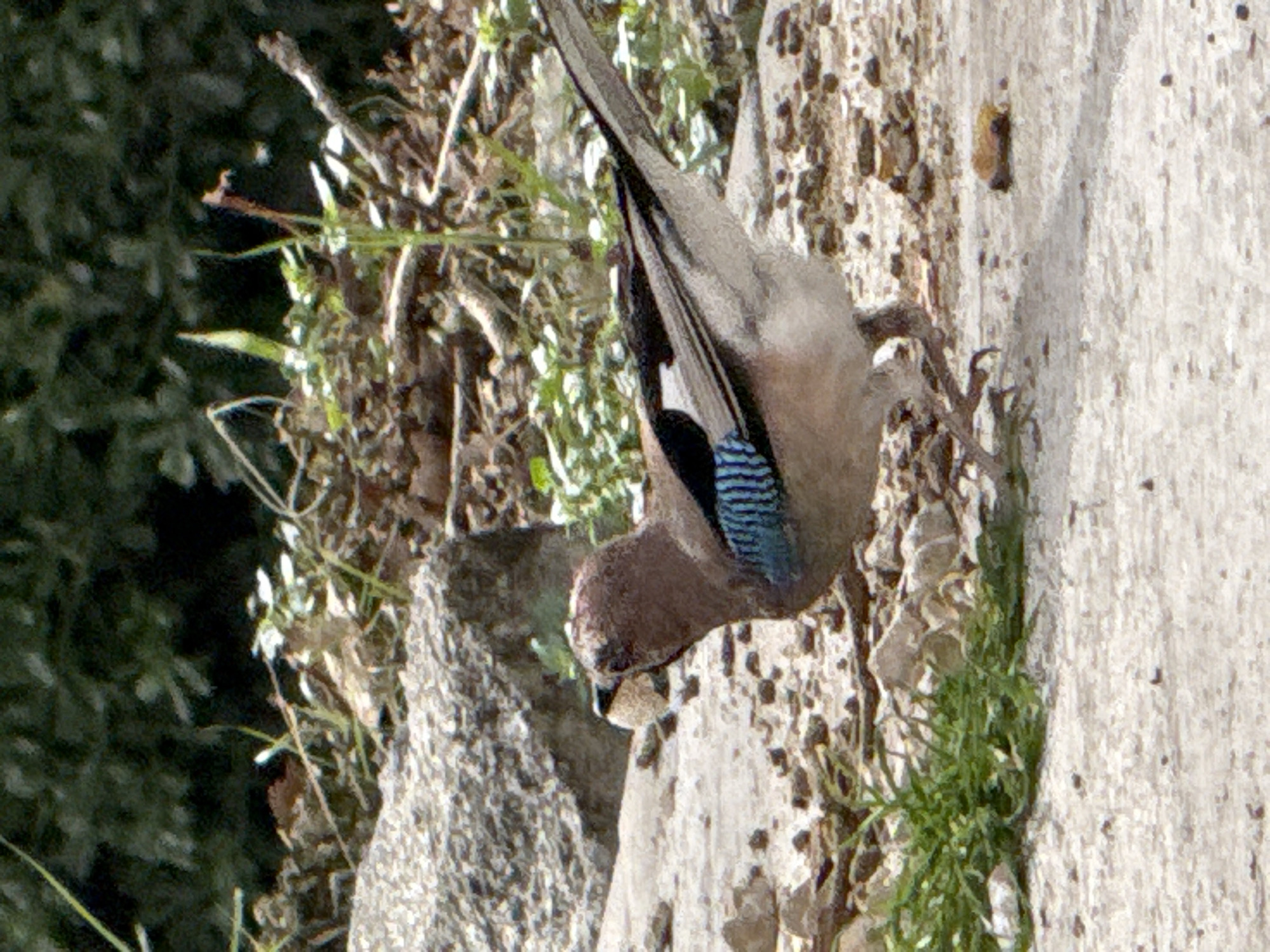 A Eurasian jay (Garrulus glandarius) is perched on a rock face, possibly in Herceg Novi, Montenegro. The bird is oriented upside down, its head pointed towards the lower part of the frame, appearing to be feeding or searching for food. The jay has a light brown body, a black and blue-striped wing patch, and a gray tail. The rock face is textured with small pebbles and bits of vegetation, with green plants growing out from its surface. A blurry, darker green foliage is visible in the background on the left side of the frame.