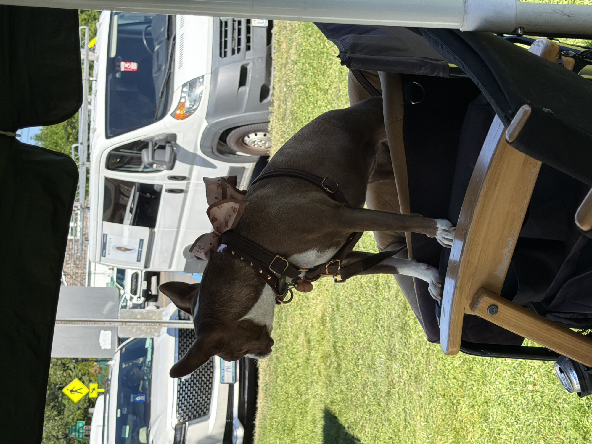 A brown and white dog with a pink bow on its head sits in a collapsible chair outdoors. The dog is wearing a brown collar with gold studs. In the background, there are white vans, a white SUV, and trees. The scene appears to be in a park or a street in the Village of Sag Harbor, United States of America. The dog is looking to the left. The chair is made of wood and black fabric. There is a can of soda on the left side of the chair.