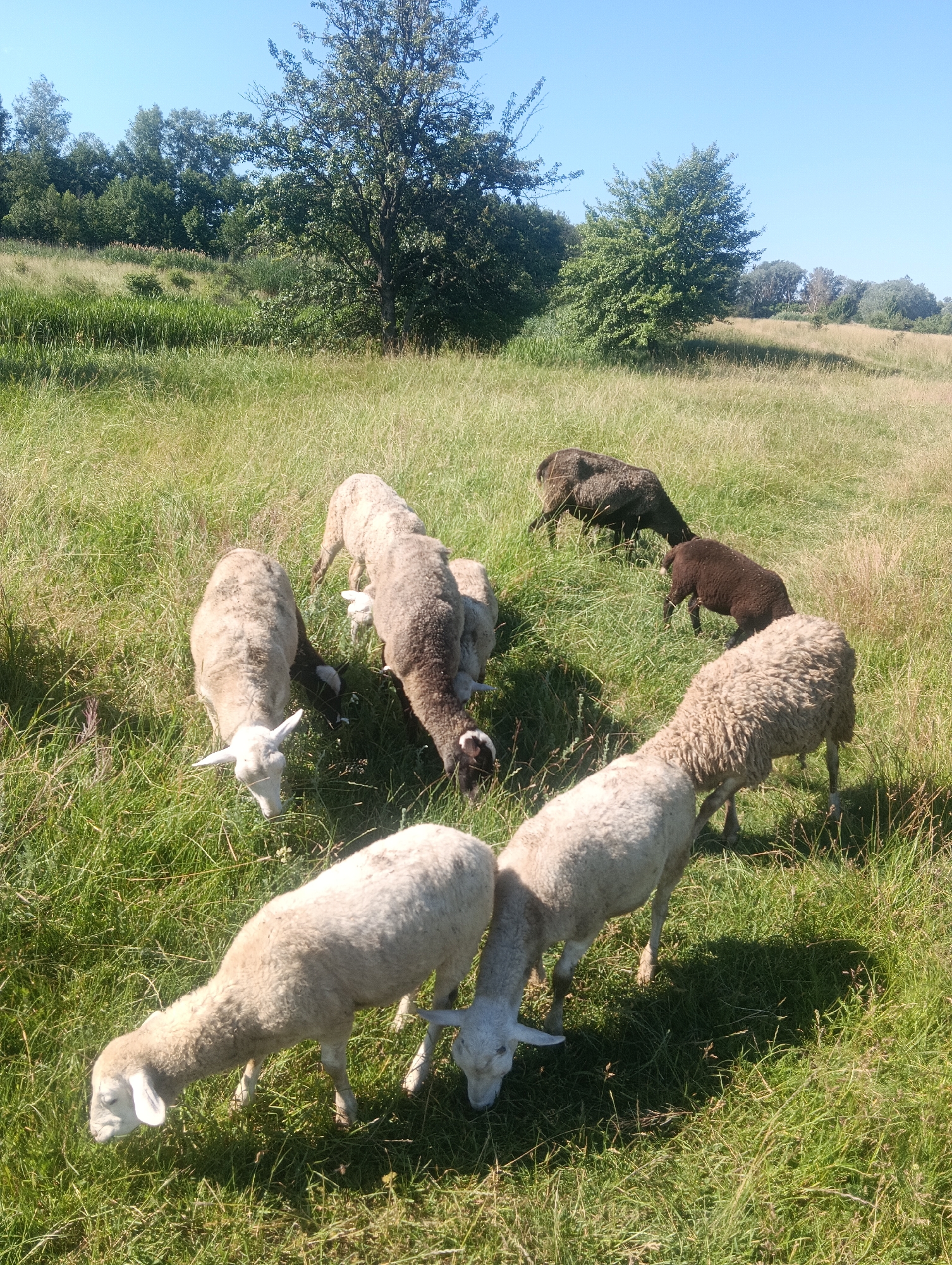 The image shows a flock of sheep grazing in a grassy field under a clear blue sky. The sheep are of various colors, including white and dark brown. Some are standing, while others are grazing with their heads down. The field is covered in lush green grass and wildflowers. In the background, there is a line of trees. The scene appears to be a rural landscape. There are no visible buildings or signs of human habitation.