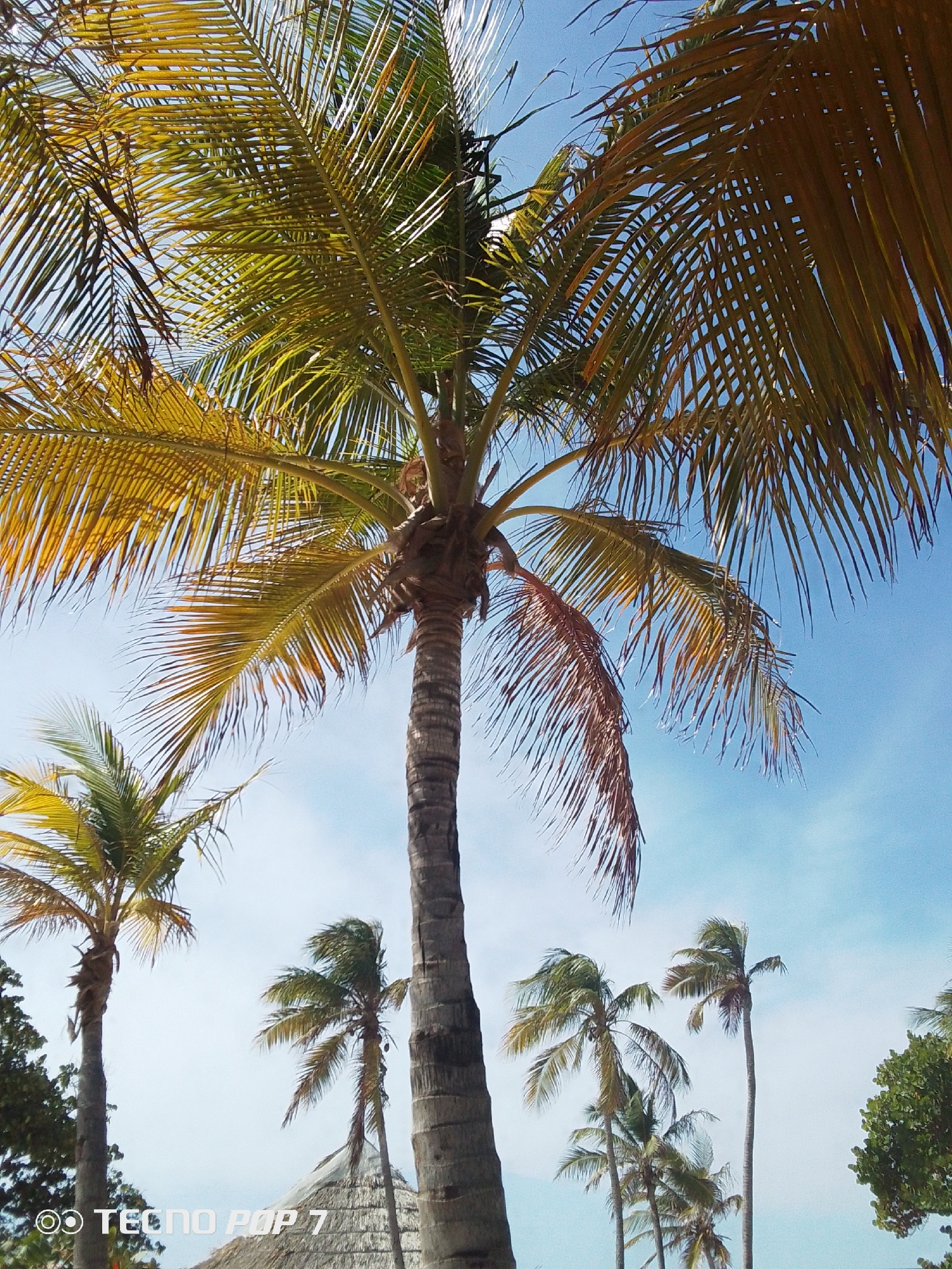 The image shows a scene with several palm trees against a blue sky, possibly in a tropical or subtropical location. The main palm tree in the center is taller and more prominent, with its trunk and fronds dominating the view. Other, smaller palm trees are visible in the background. A glimpse of a thatched roof is visible in the lower part of the image. The location is determined to be Pedro González, Venezuela based on the EXIF data and analysis of the architectural styles and the vegetation depicted.