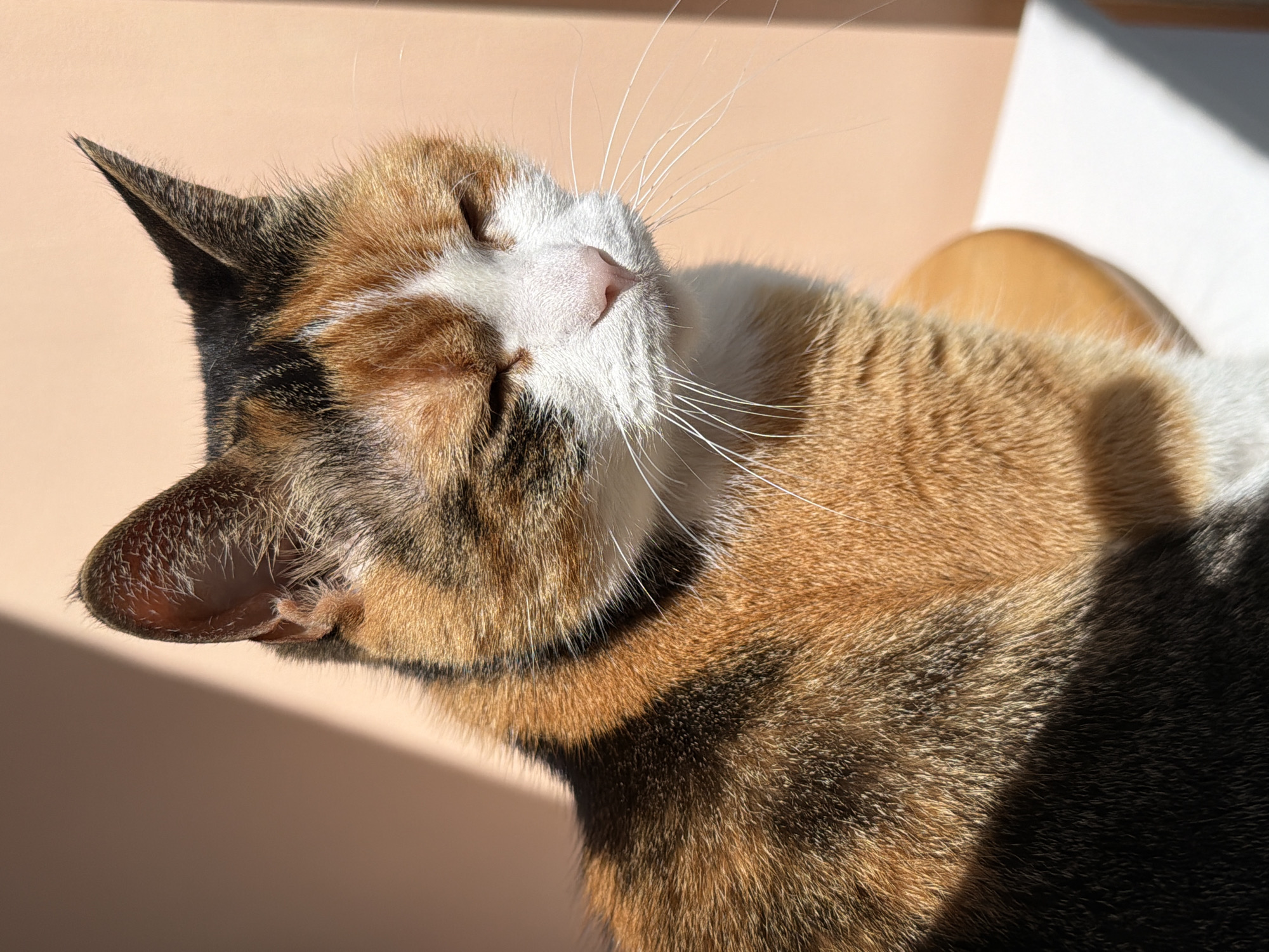 The image displays a domestic calico cat, exhibiting a fur pattern of white, orange, and dark brown/black patches. The feline is positioned upright, facing slightly to the viewer's right, with its eyes closed or significantly narrowed. A pink nose and numerous prominent white vibrissae are distinctly visible. Direct sunlight originates from the right, casting strong illumination on the cat's right side and creating a sharp shadow line across its left side, which extends onto the plain, light peach-colored wall in the background. In the lower right portion of the frame, a segment of a white, flat surface is visible, behind which a rounded, light brown object is partially discernable, consistent with interior furniture elements. The specific location within Tel-Aviv, Israel, is not ascertainable from the visual information presented in the image.