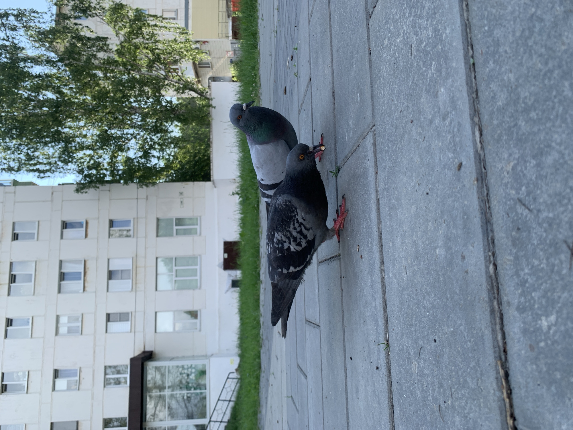 Two pigeons are on a paved walkway in front of a multi-story apartment building. The pigeon in the foreground is dark grey with a speckled pattern on its wings and red feet. It is pecking at a small object on the ground. The second pigeon, slightly behind and to the right, is light grey with iridescent green and purple neck feathers and red feet. It is looking towards the right side of the frame. The apartment building has numerous windows and balconies and is surrounded by green grass and trees. The sky is blue. The image appears to have been taken during daylight. The scene is consistent with an urban environment in Chaikovsky, Russia, likely in a residential area.