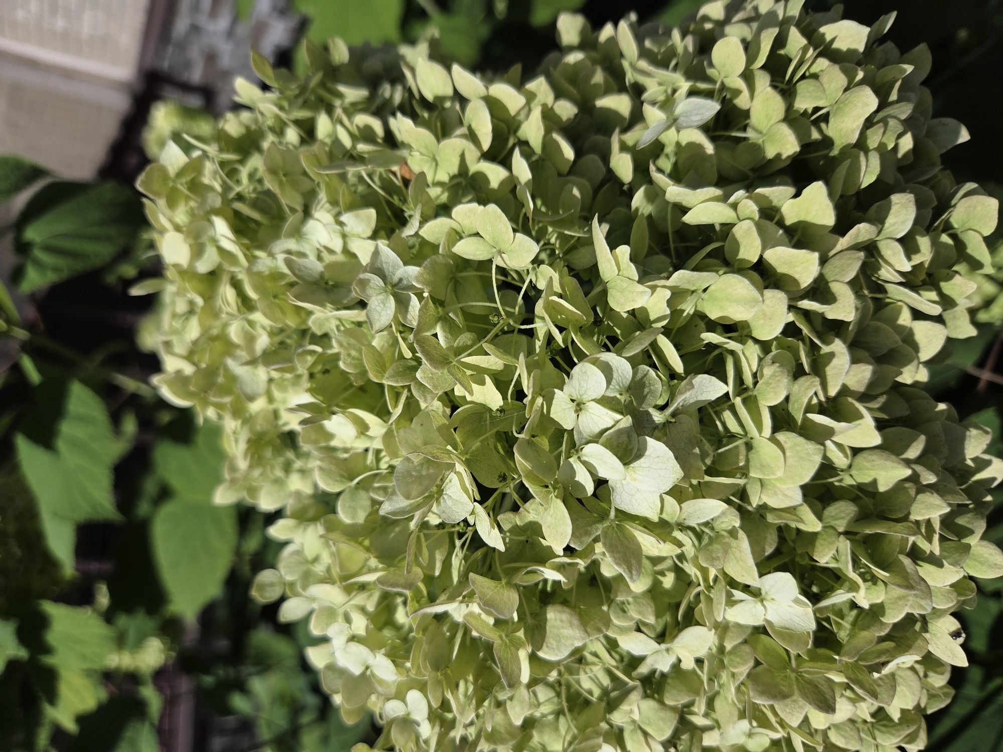 A close-up, vertical, eye-level shot captures a large cluster of pale green hydrangea flowers, likely a Paniculata variety, in full bloom. The flowers are densely packed, with each individual bloom consisting of four delicate, pointed petals. Sunlight casts shadows across the blossoms, highlighting their textured surfaces and creating a sense of depth. In the background, out-of-focus green leaves provide a soft backdrop. A hint of a building with a brick facade is visible in the upper right corner, suggesting an outdoor urban setting. The image was taken on a bright, sunny day, indicated by the strong lighting and distinct shadows.
