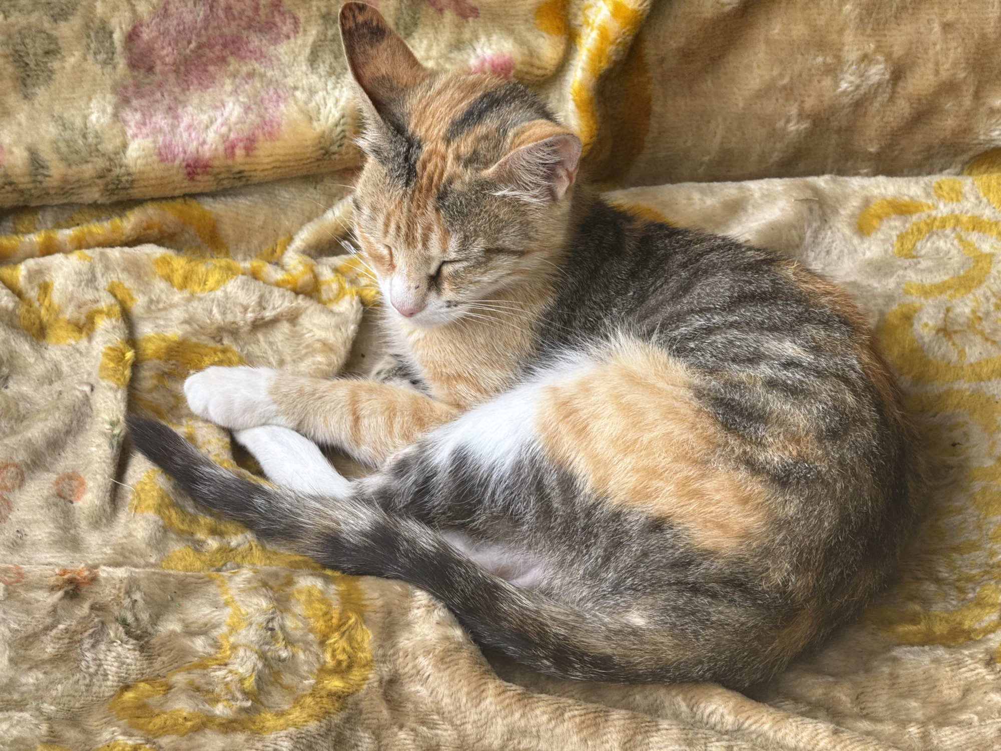 A calico kitten is sleeping curled up on a textured, patterned blanket. The kitten has patches of orange, black, and white fur, with a long, striped tail. The blanket has a plush texture with a yellow floral pattern, and a section with a pink floral pattern is visible in the upper left corner. The scene appears to be indoors, likely in a home. There is no visible indication of the city of Seleznivka, Ukraine.